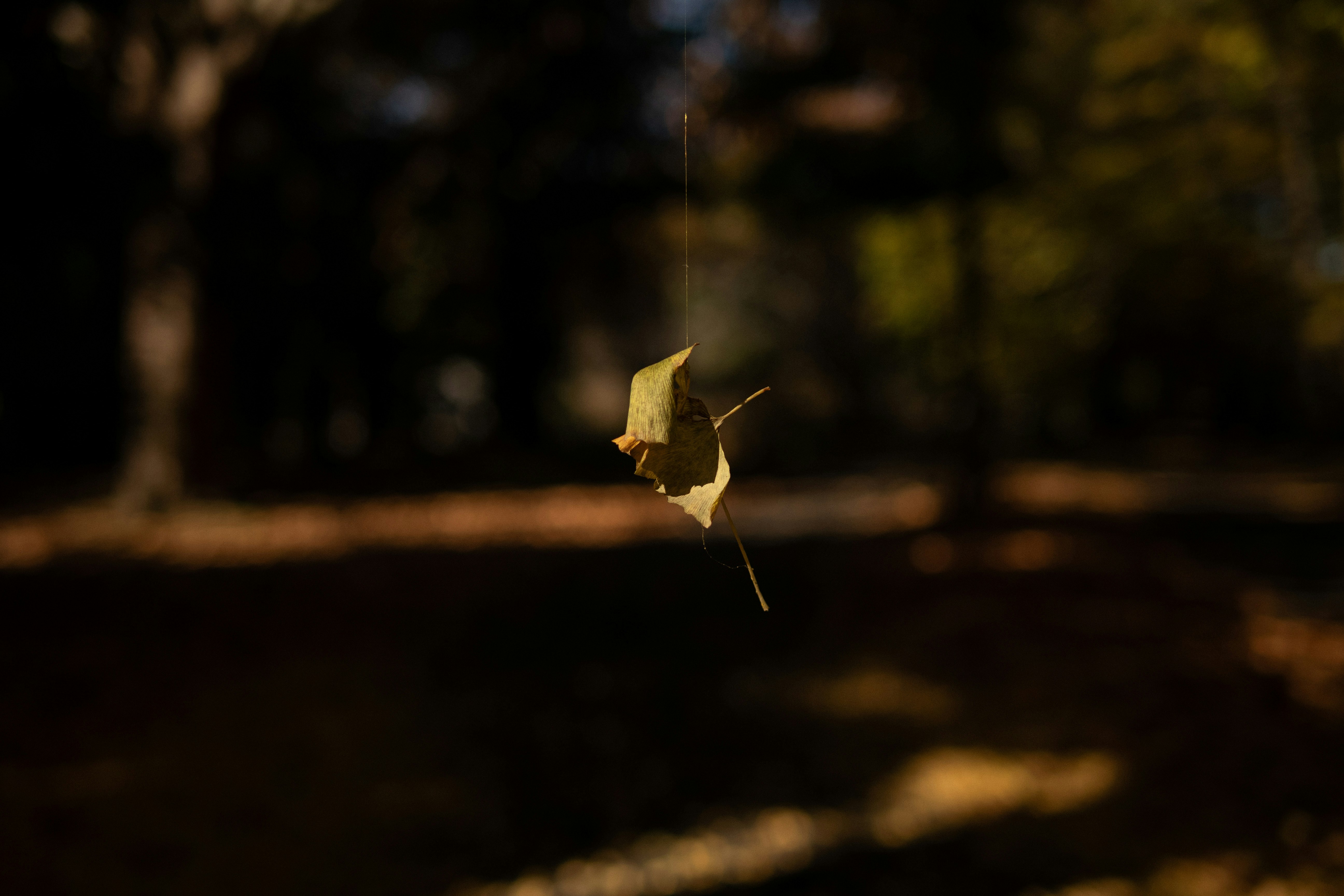 fallen yellow leaves drifting on a nighttime street