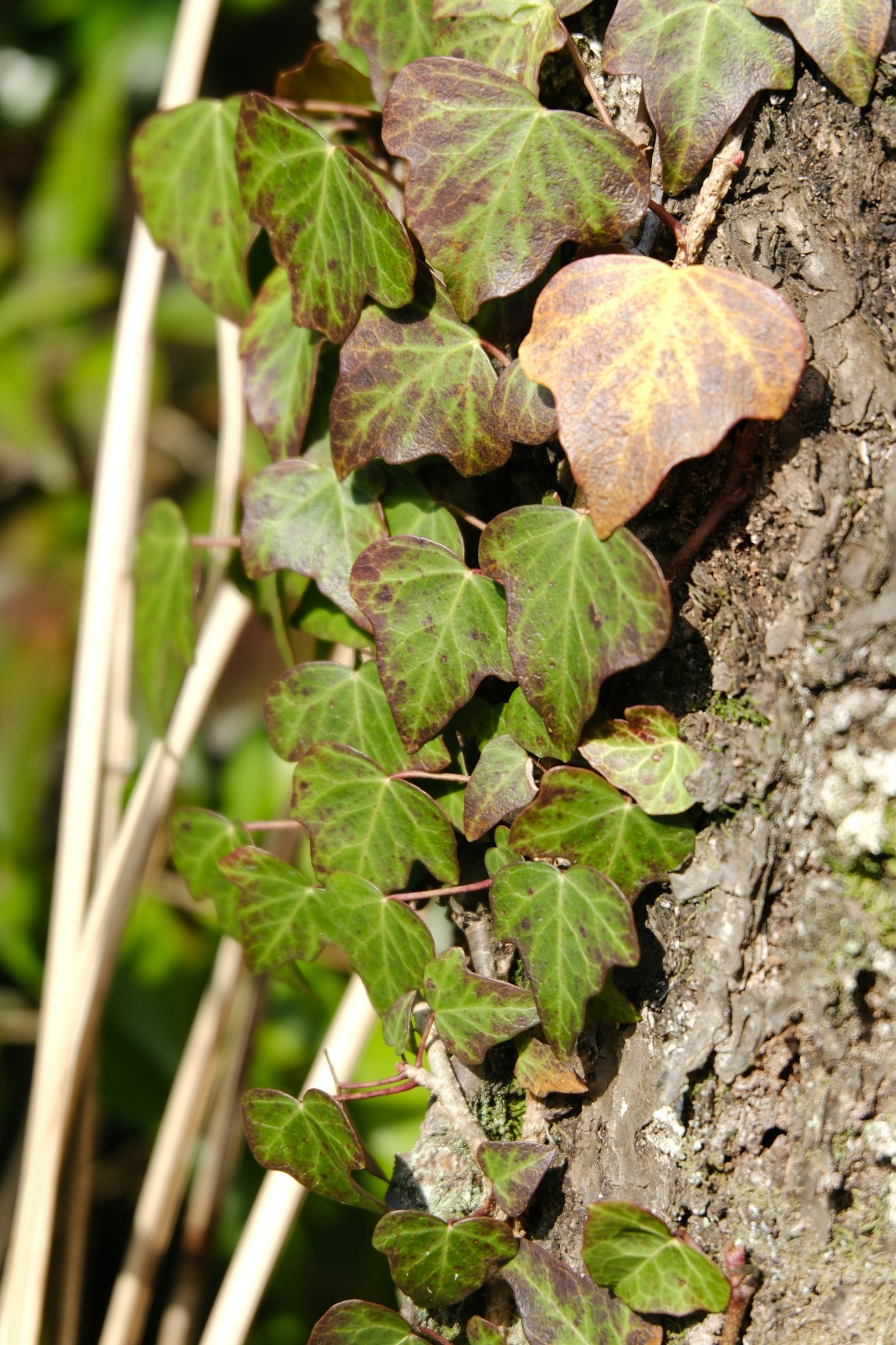 Feuilles de lierre vertes et brunes grimpant sur un tronc d'arbre