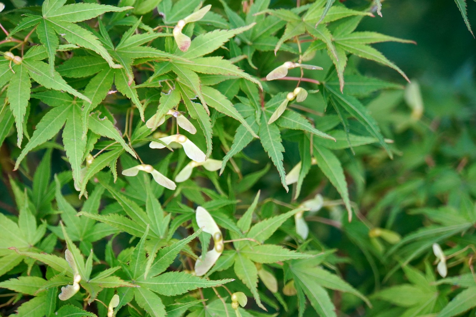 Primer plano de una planta con hojas verdes y semillas