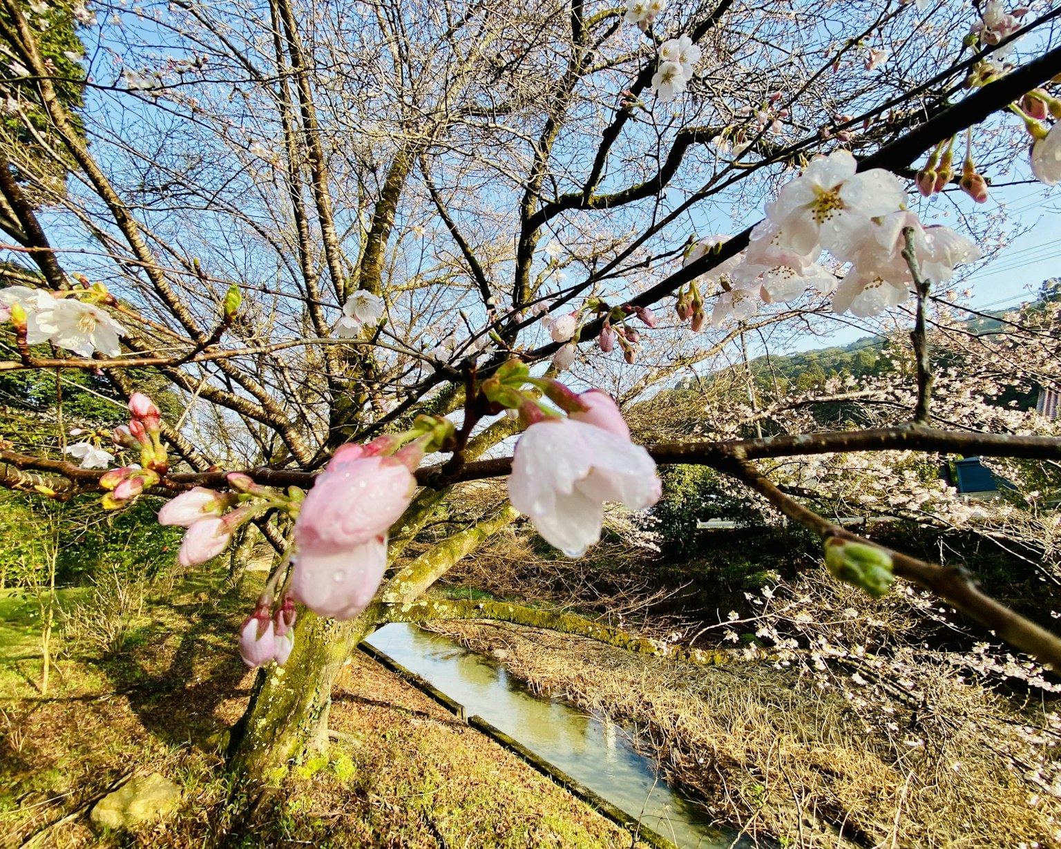 Bellissimo paesaggio di un ciliegio con fiori in fiore