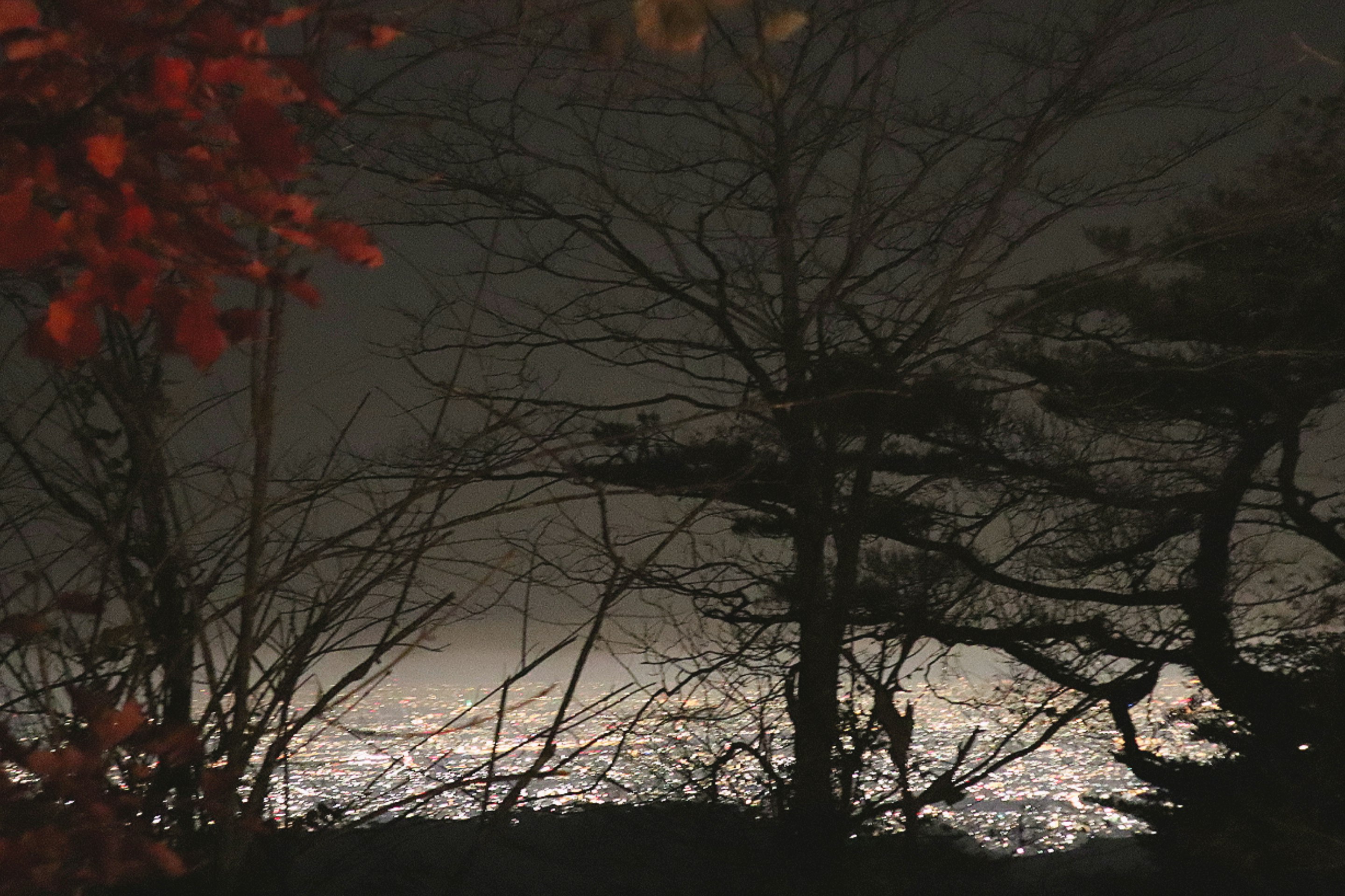 六甲山からの夜景を見下ろす山の稜線と木々