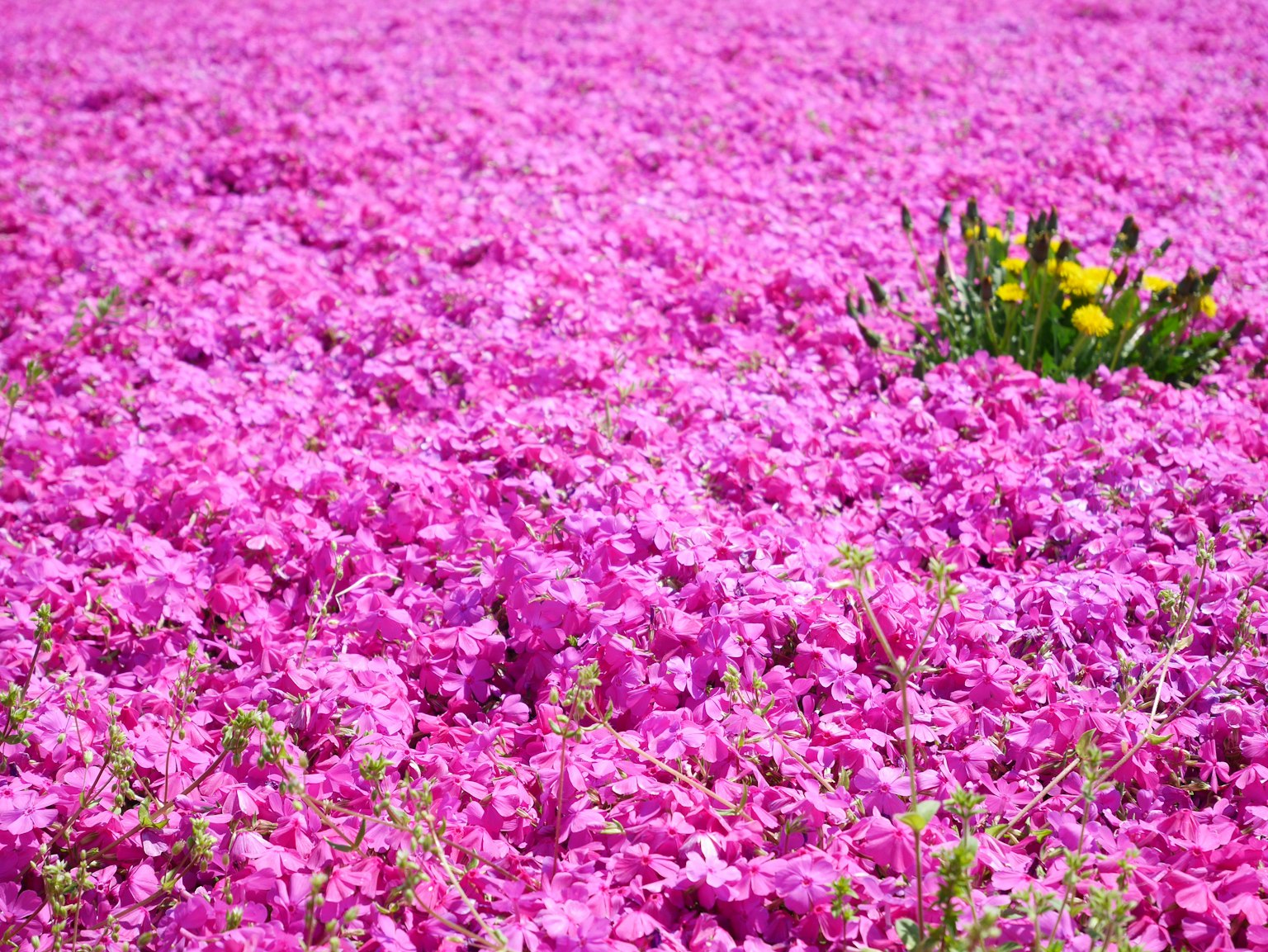 Weitläufiges rosa Blumenfeld mit einer Gruppe gelber Blumen