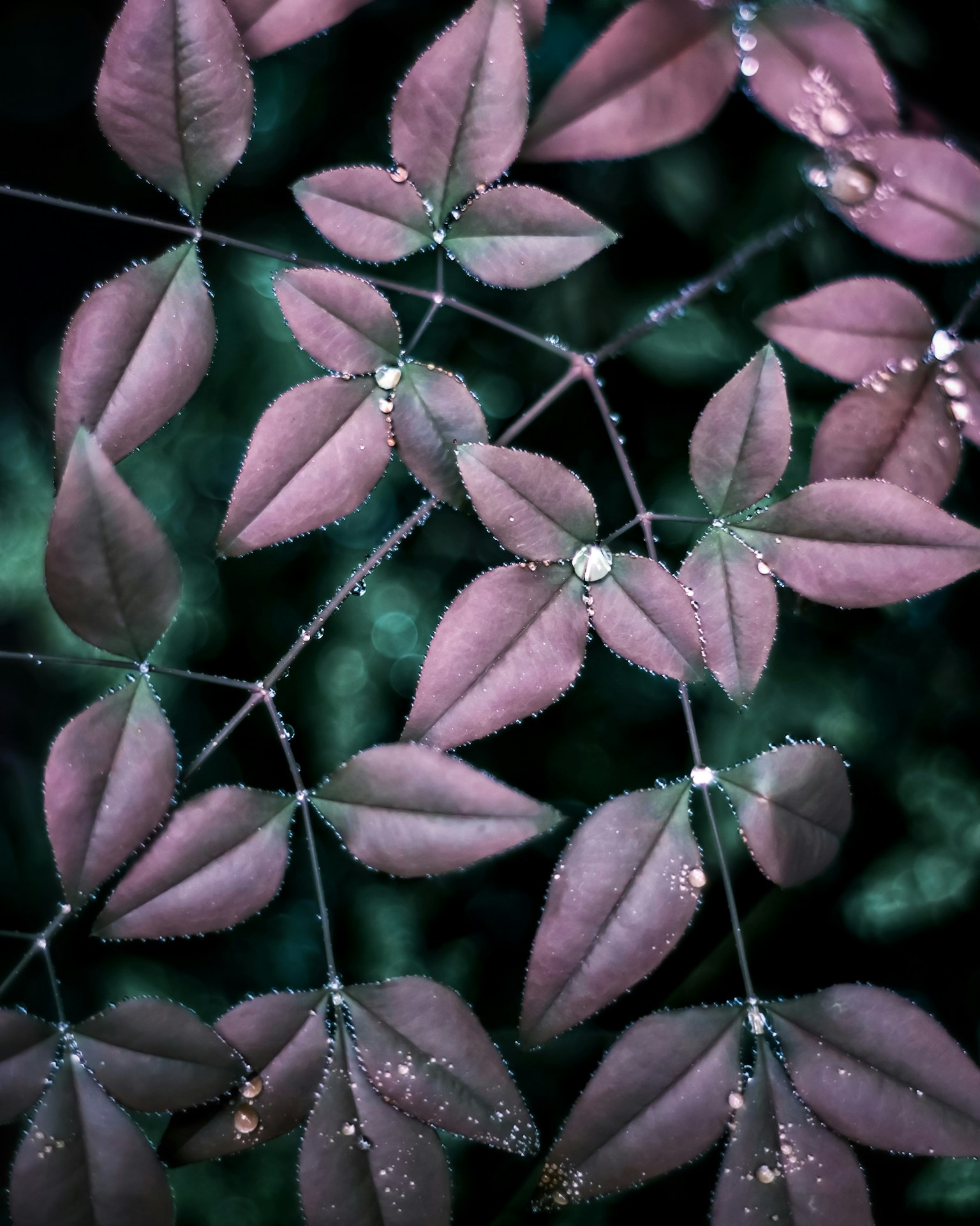 Beautiful purple leaves with glistening water droplets