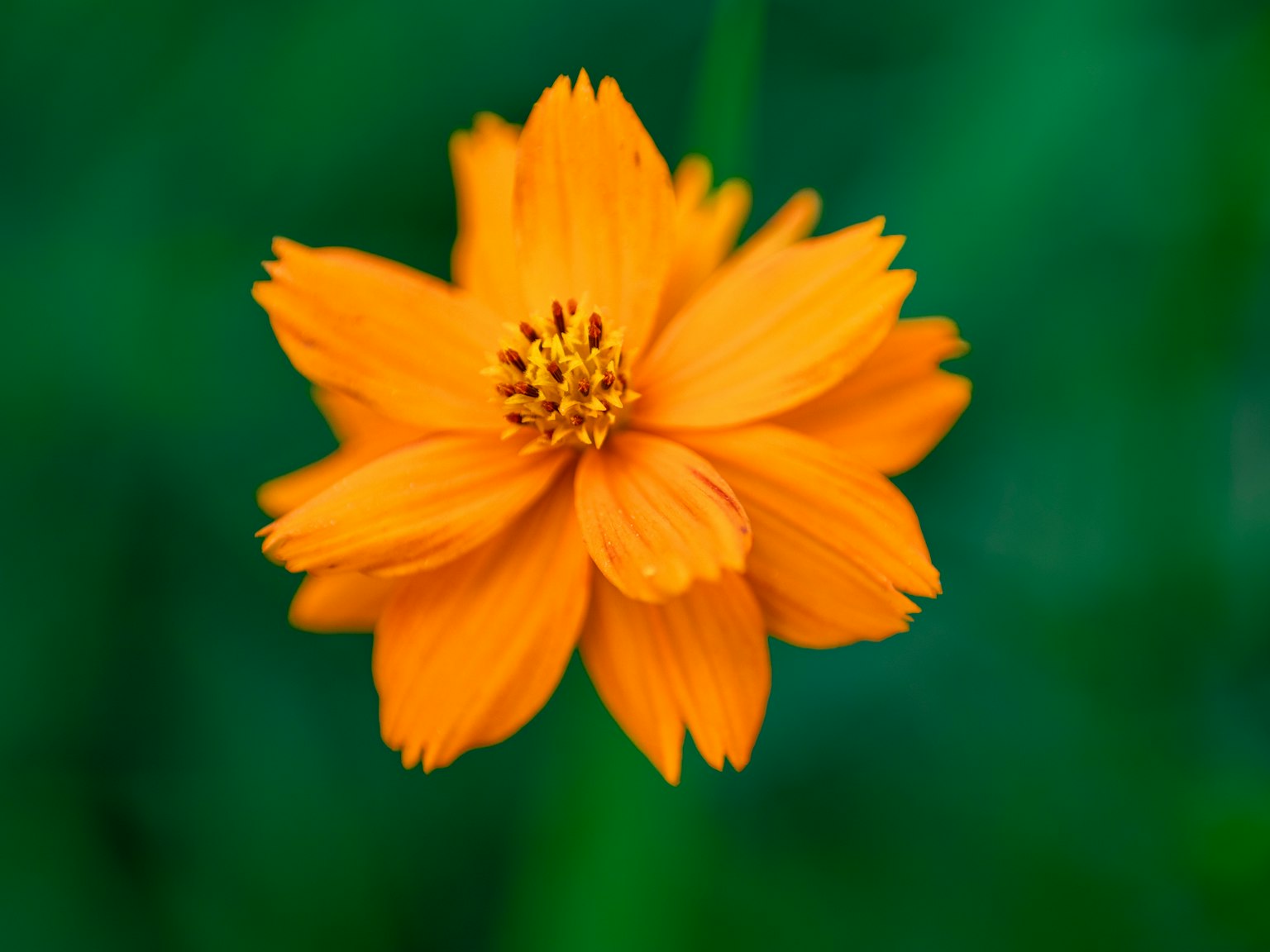 Lebendige orange Blume vor grünem Hintergrund
