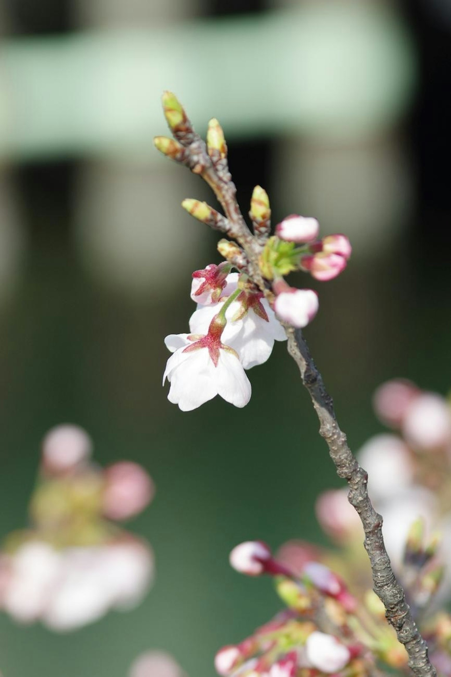 一根纤细的枝条上开着樱花和花苞，背景为绿色