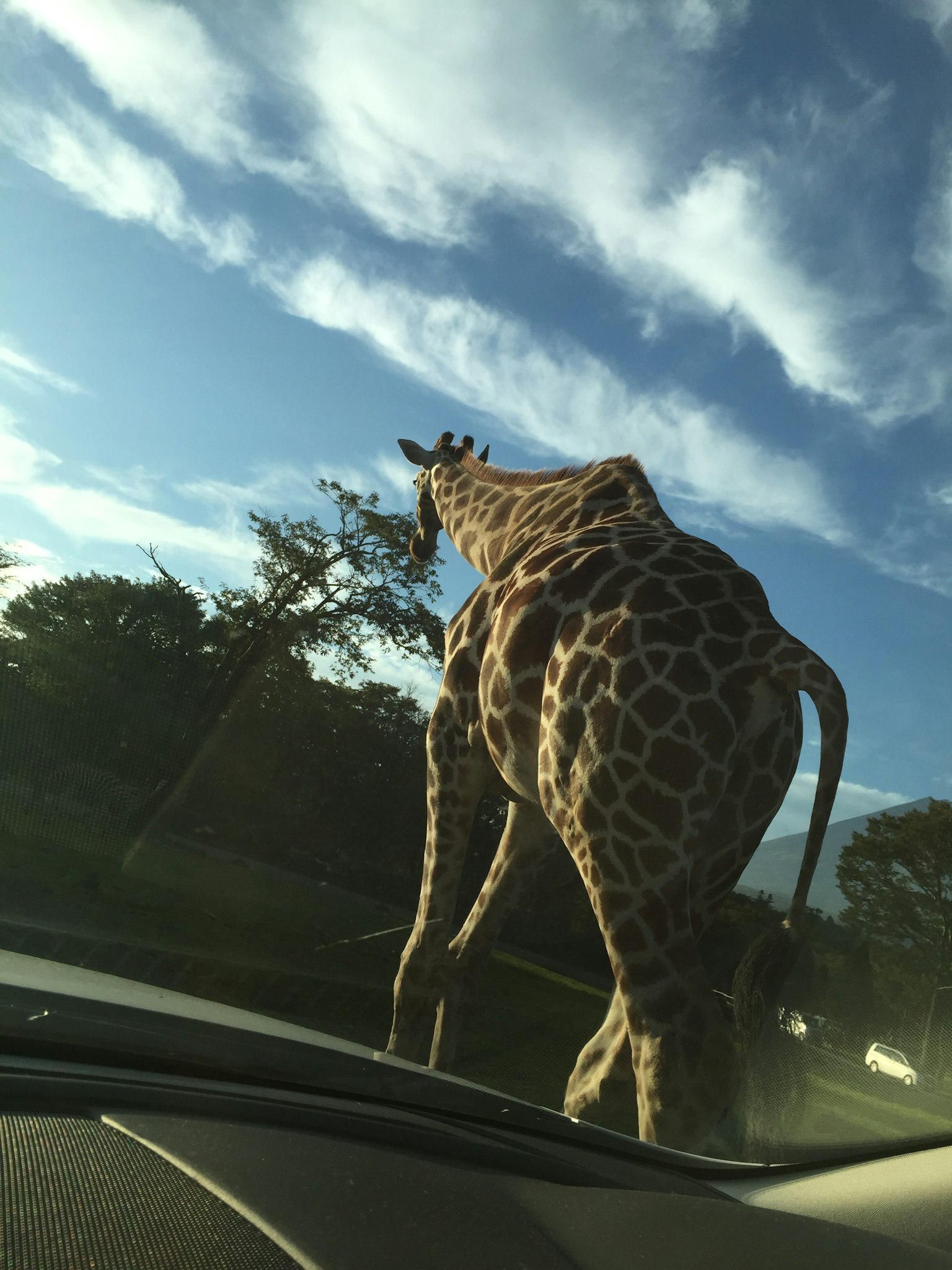 Giraffa vista di spalle che cammina sotto un cielo blu