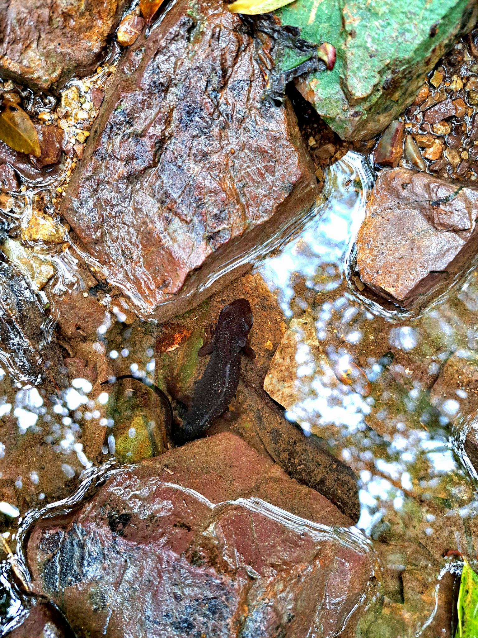 自然景观，有岩石和绿色叶子在水坑中反射
