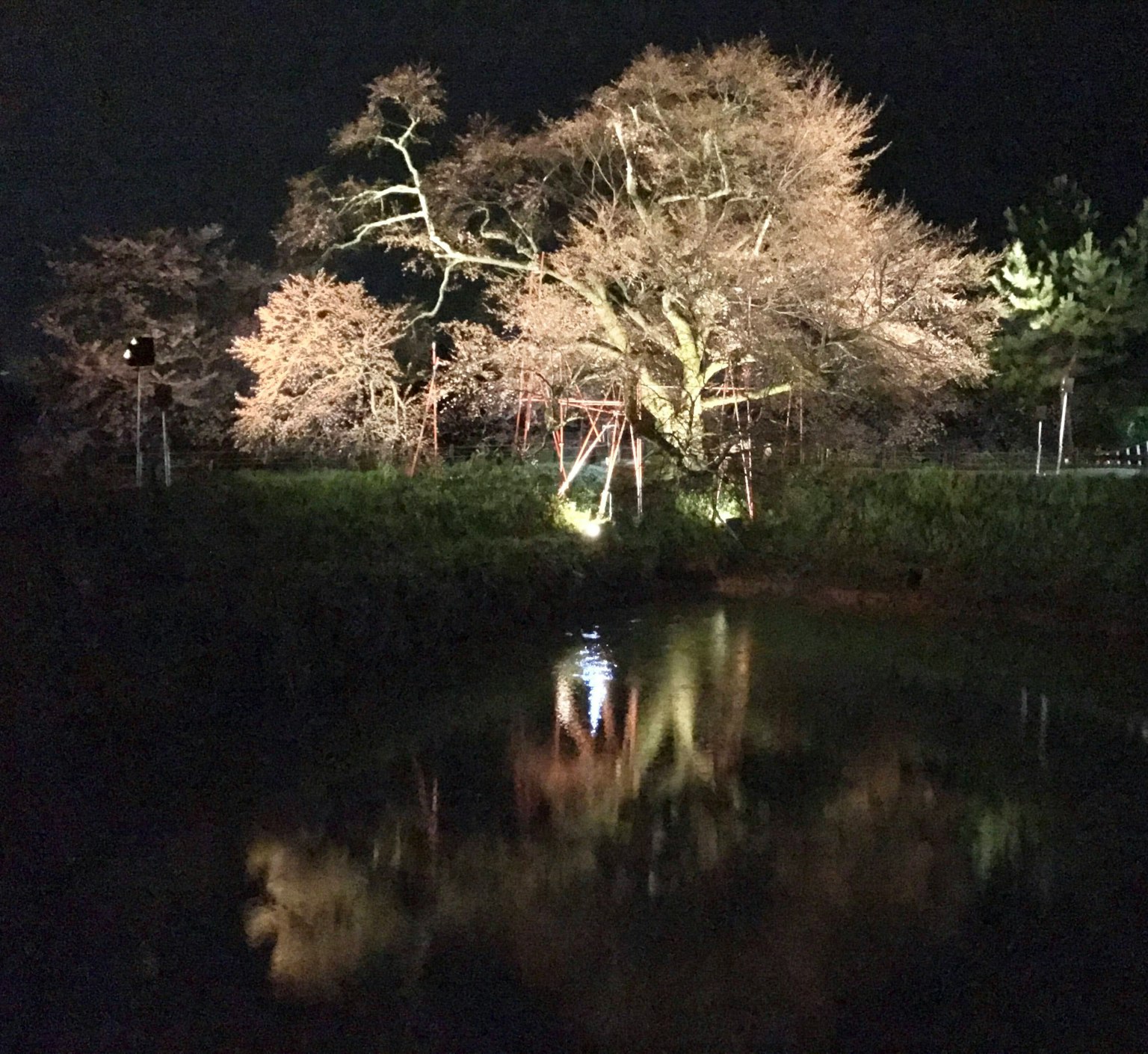 Pohon yang disorot di malam hari mencerminkan kolam tenang
