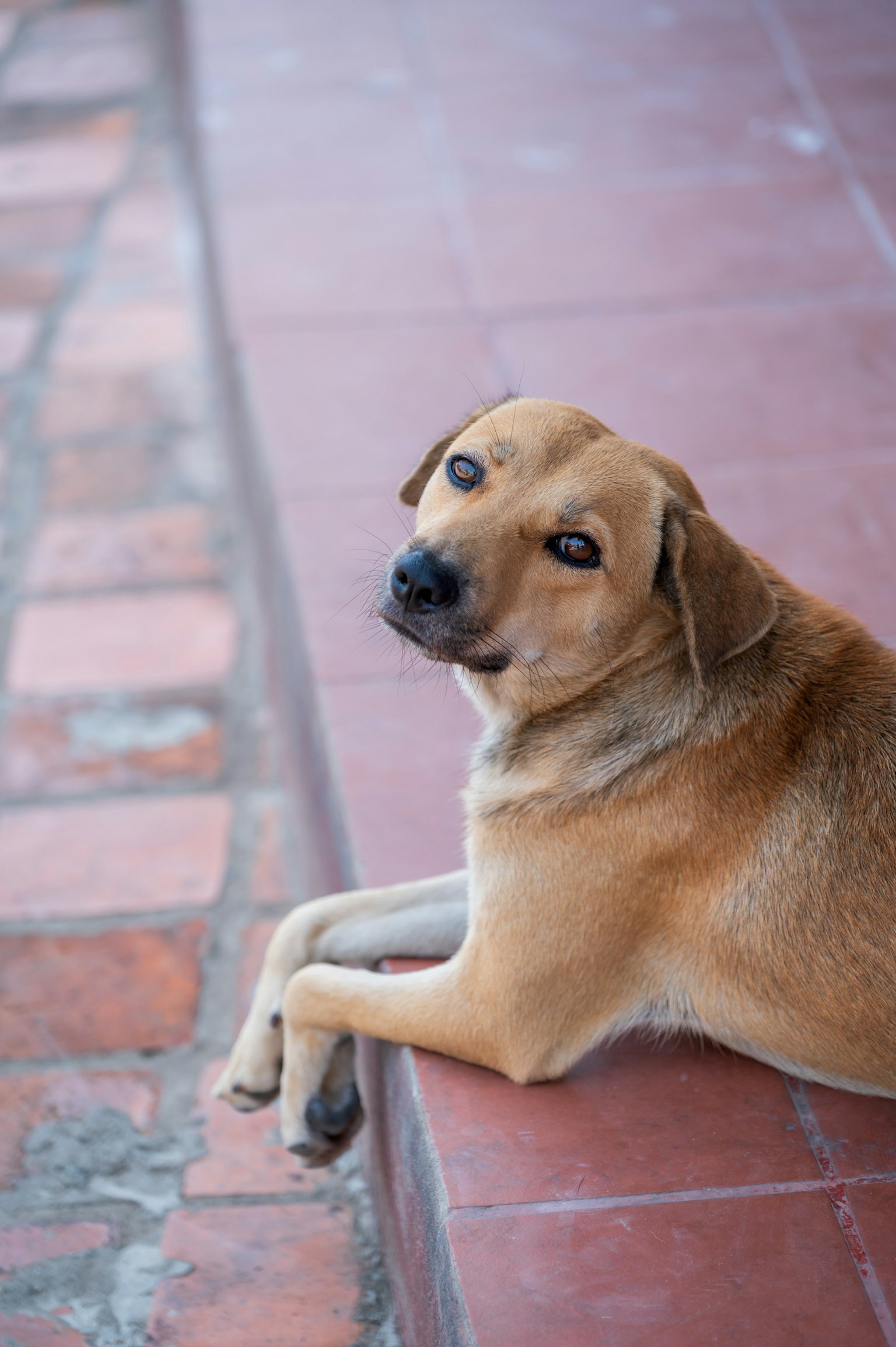 Anjing cokelat berbaring dengan ekspresi santai