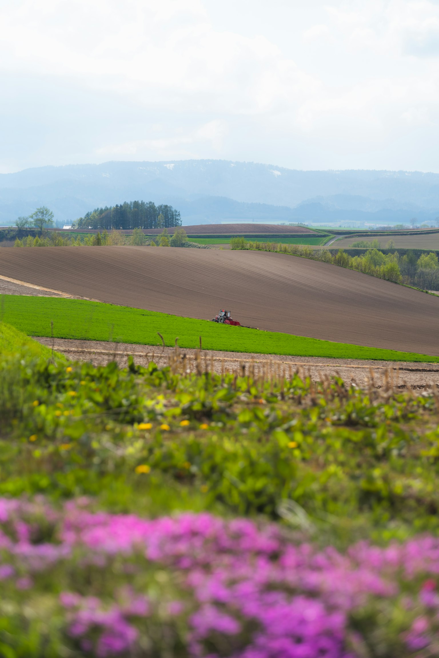 Scenic landscape featuring rolling hills and blooming flowers