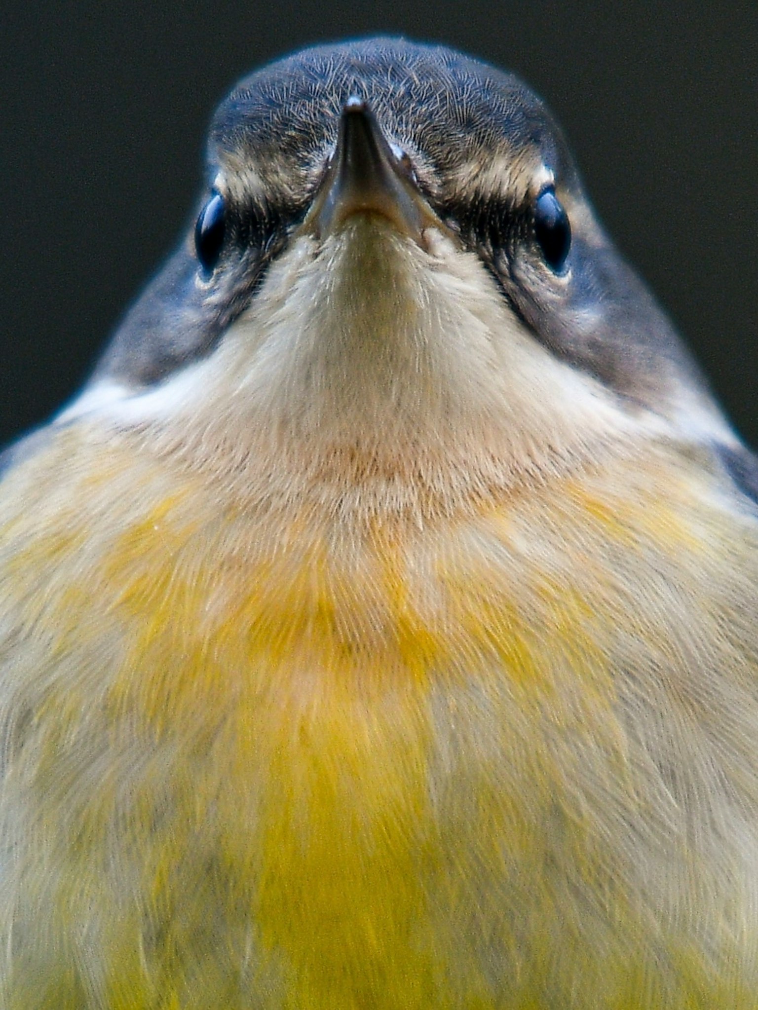Nahaufnahme eines Vogels von vorne Helle gelbe Brust und dunkler Hintergrund