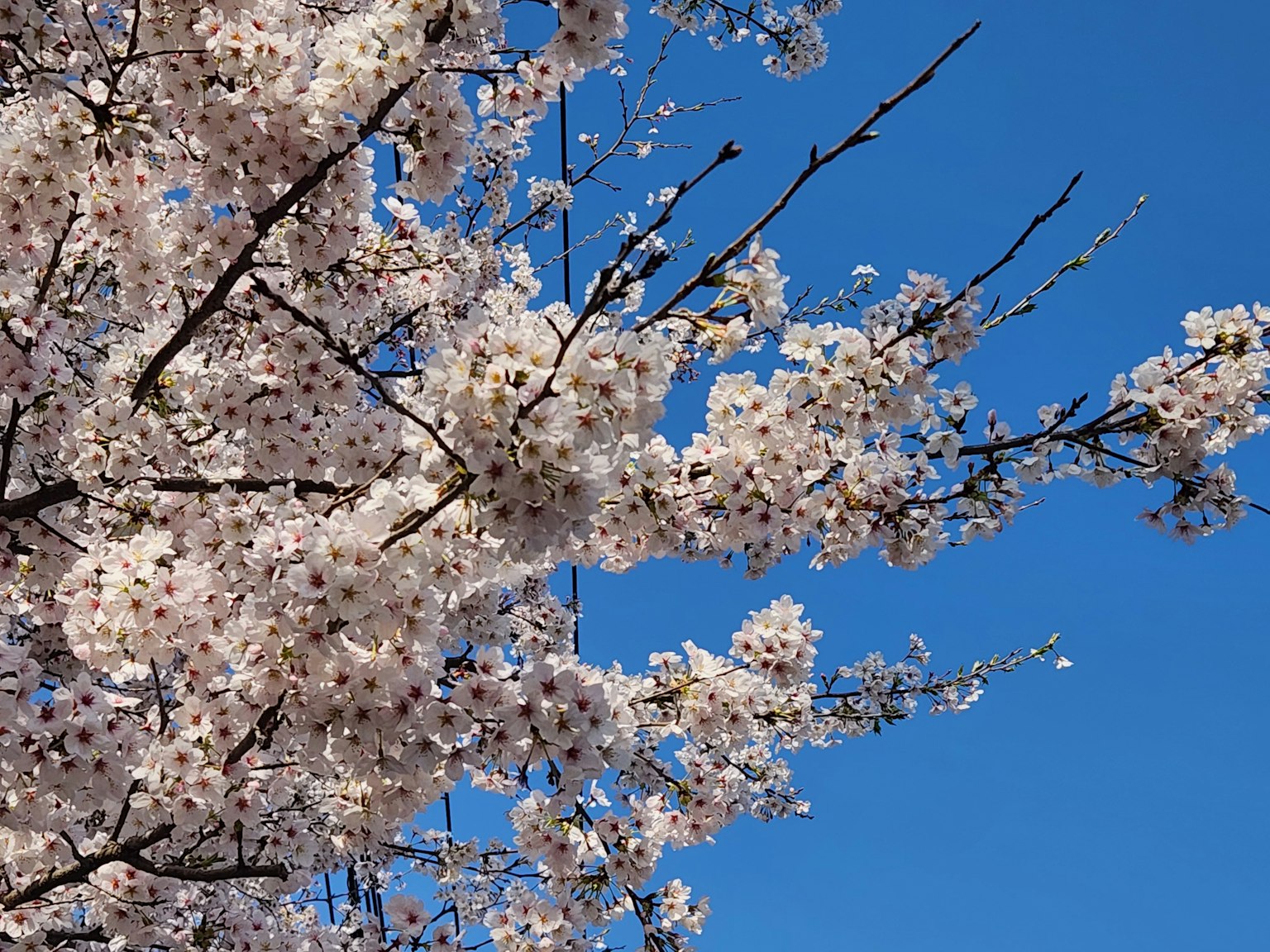 Cherry blossom branches in bloom against a blue sky