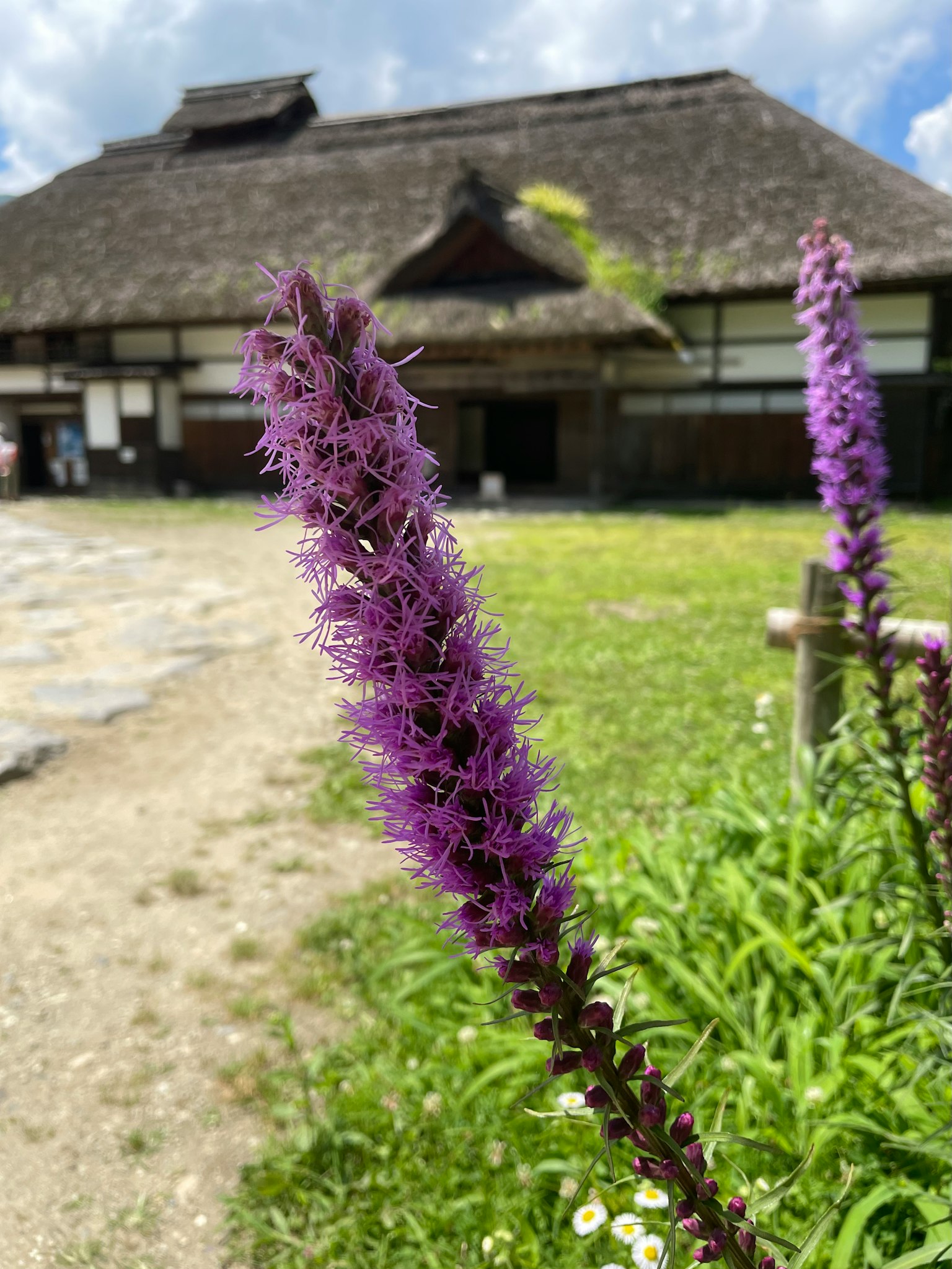 前景中的紫色花朵与背景中的传统日本房屋