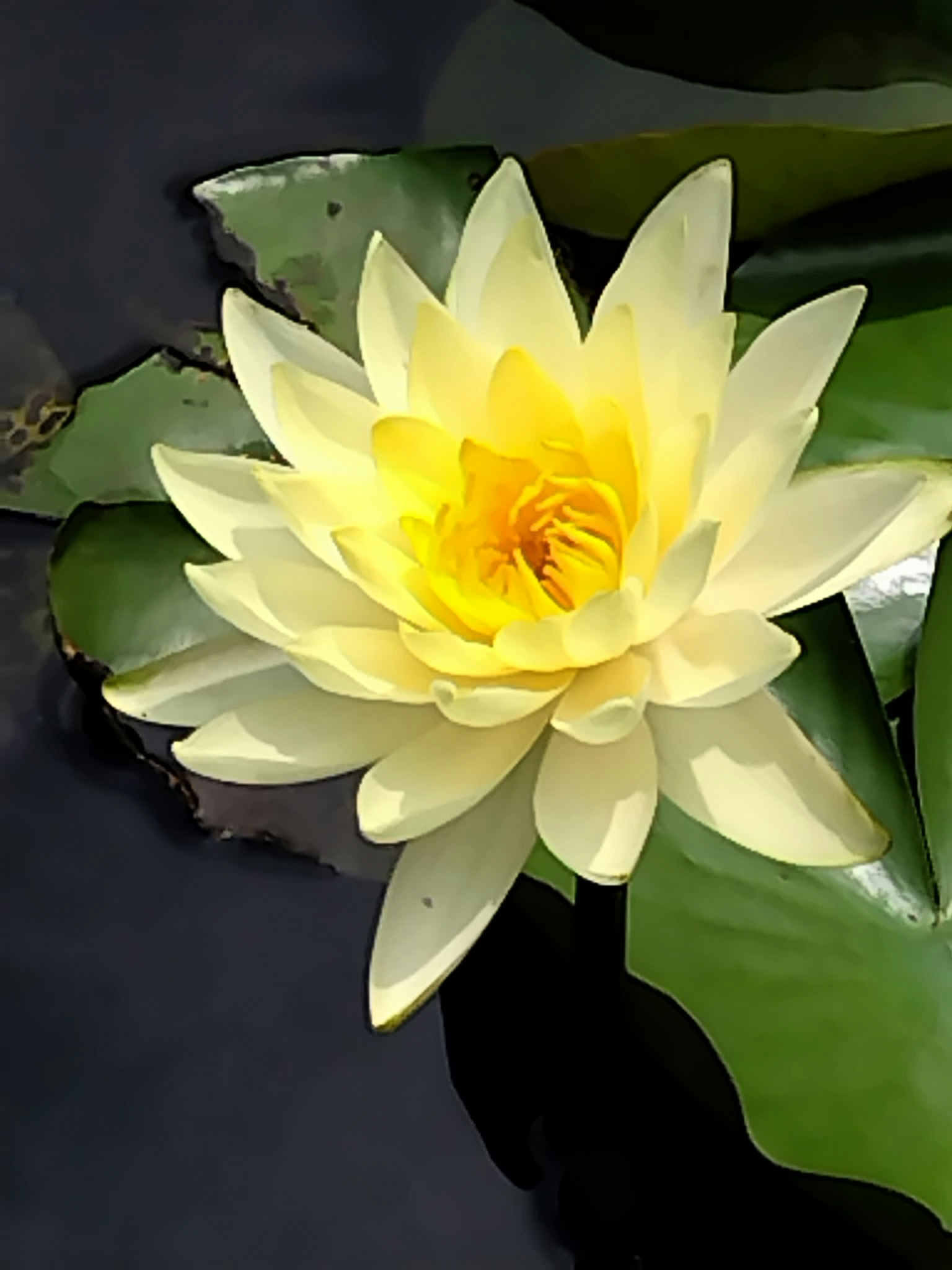 Gelbe Seerose, die auf der Wasseroberfläche schwimmt