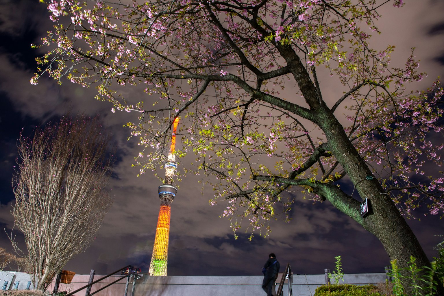 夜樱花与东京晴空塔背景