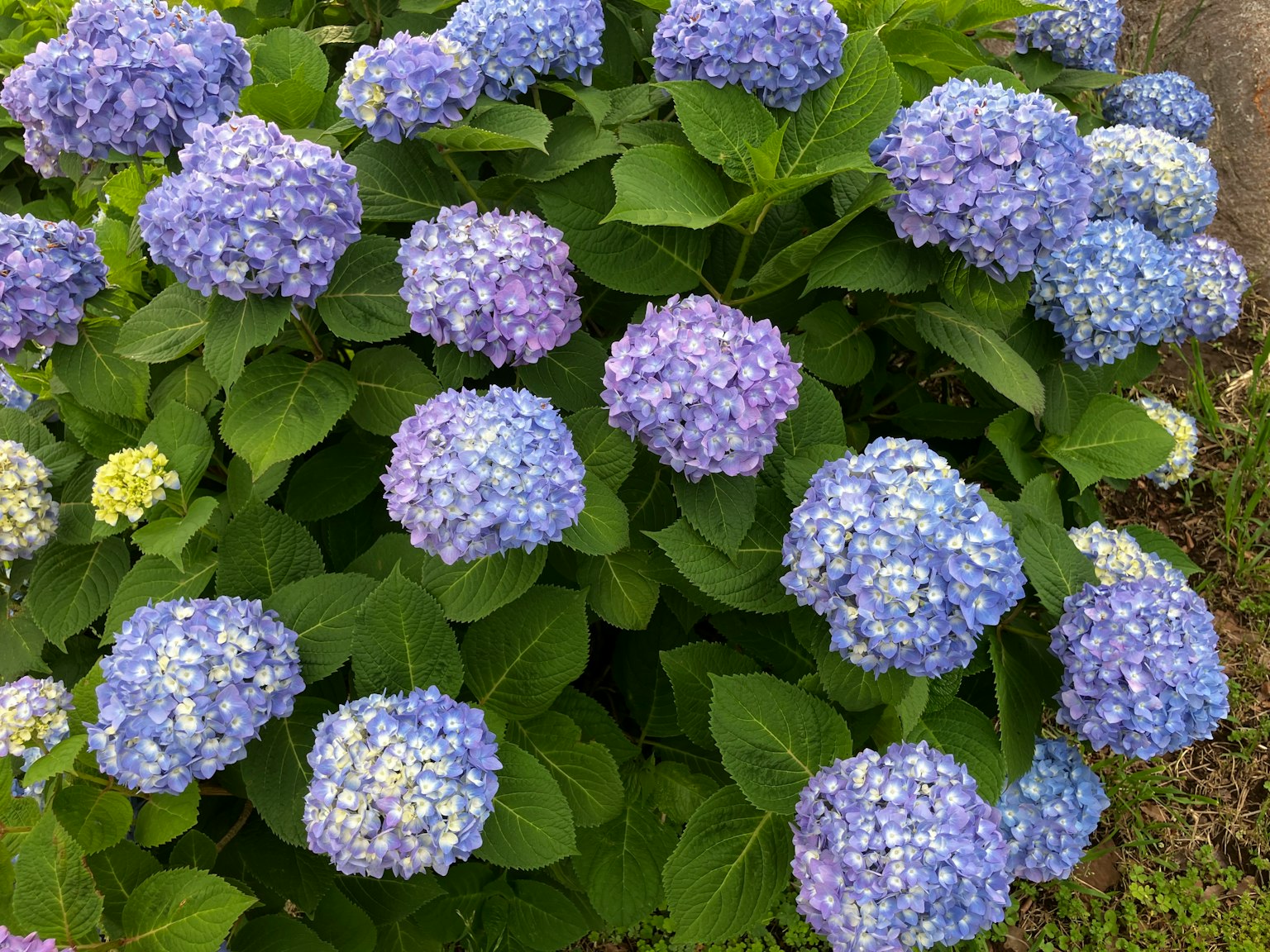 Una scena di giardino con fiori di ortensia blu e viola in fiore