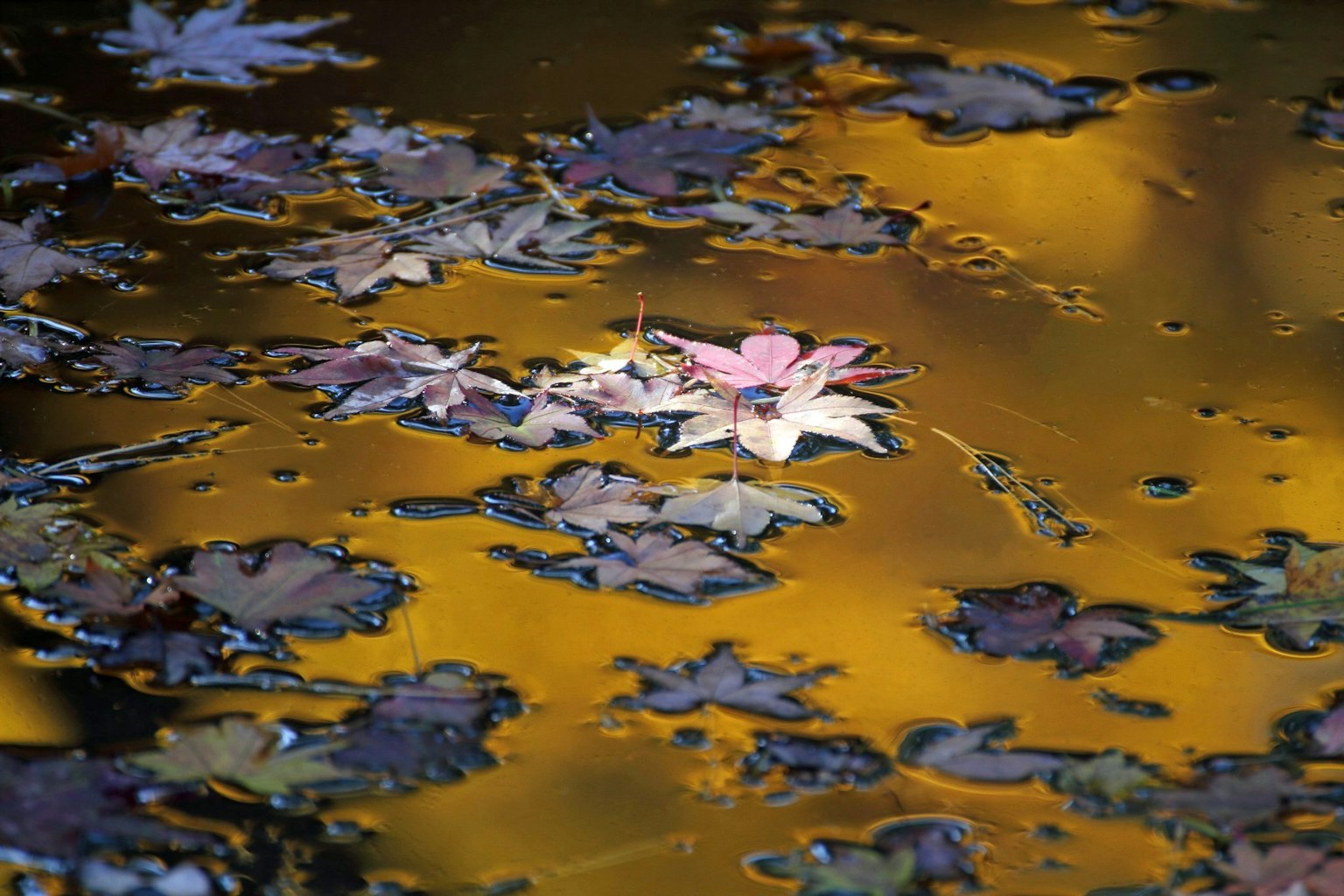 Maple leaves floating on water with golden reflections