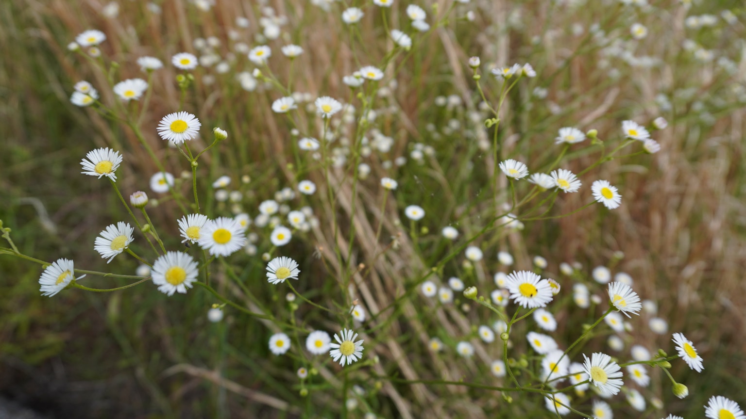 Field of small white flowers with yellow centers