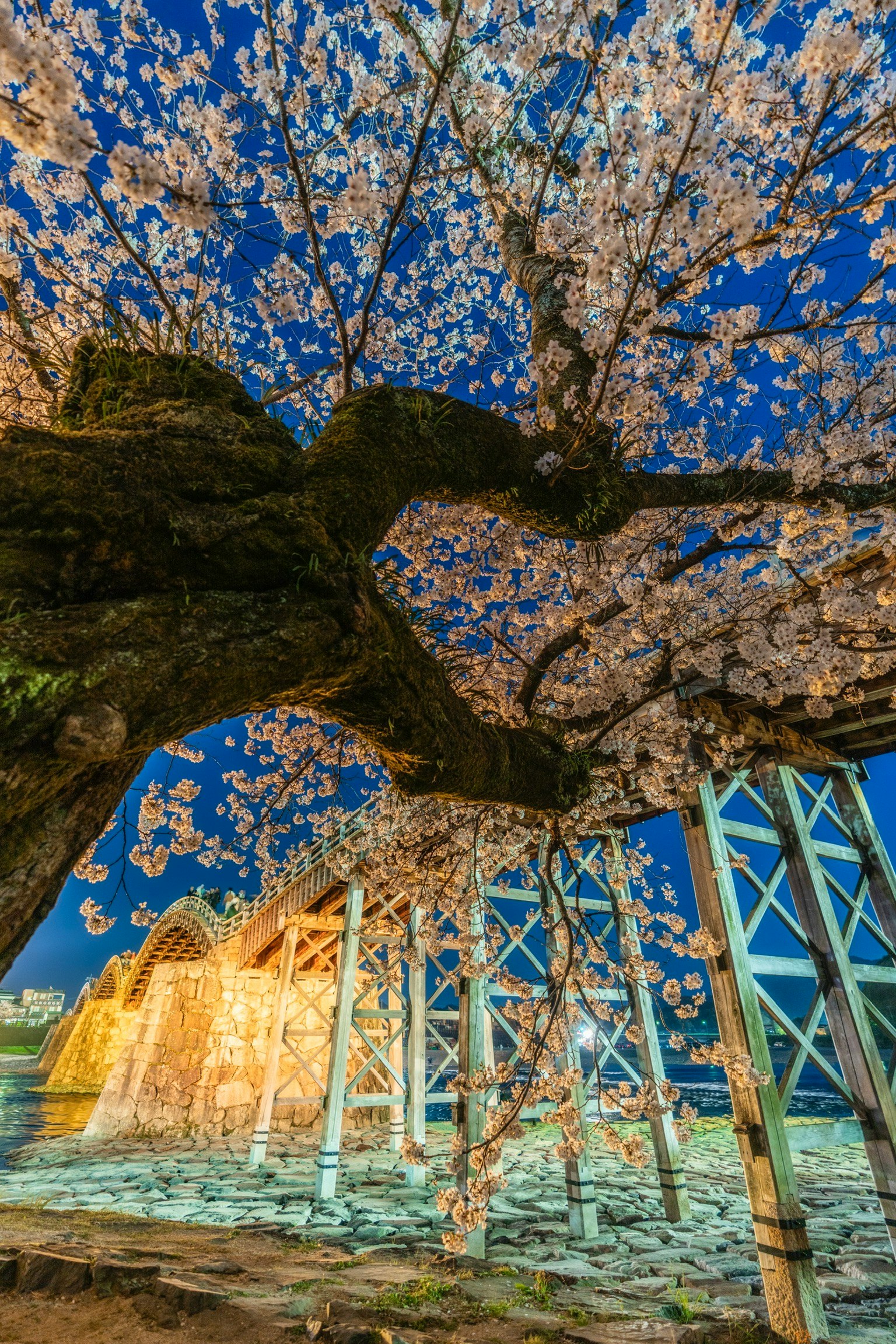 錦帶橋櫻花夜景燈光