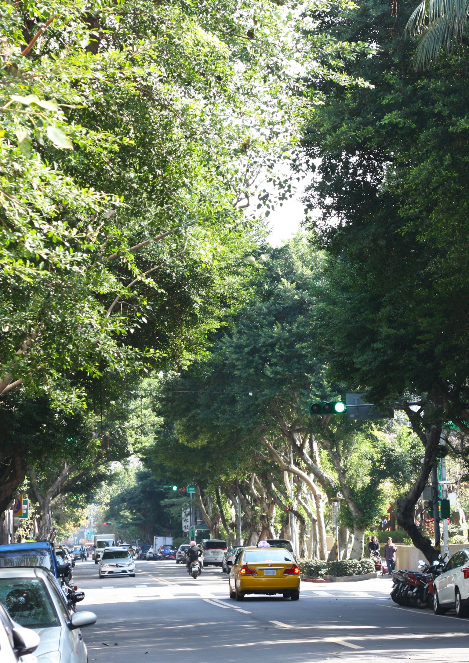 緑豊かな街路樹に囲まれた通りの風景 車が行き交う様子