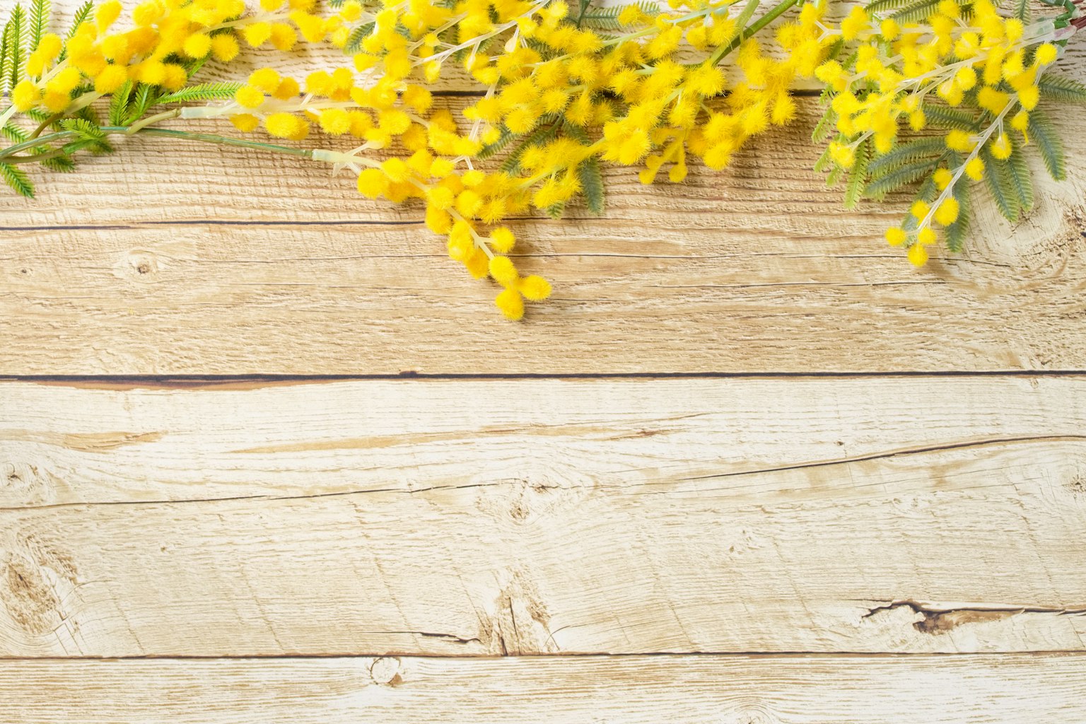Fleurs de mimosa jaunes sur une table en bois
