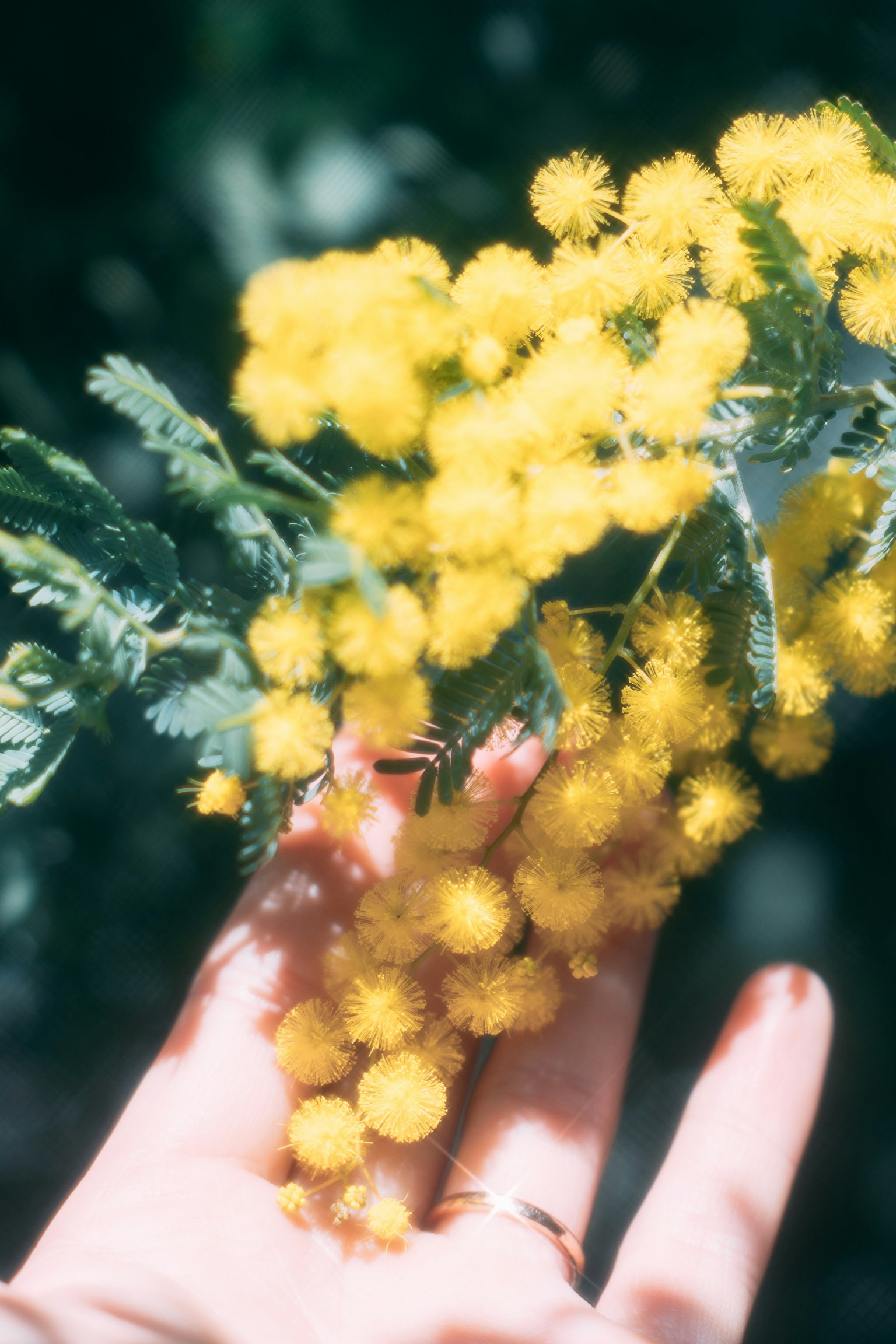 Sebuah tangan memegang sekumpulan bunga mimosa kuning dengan daun hijau