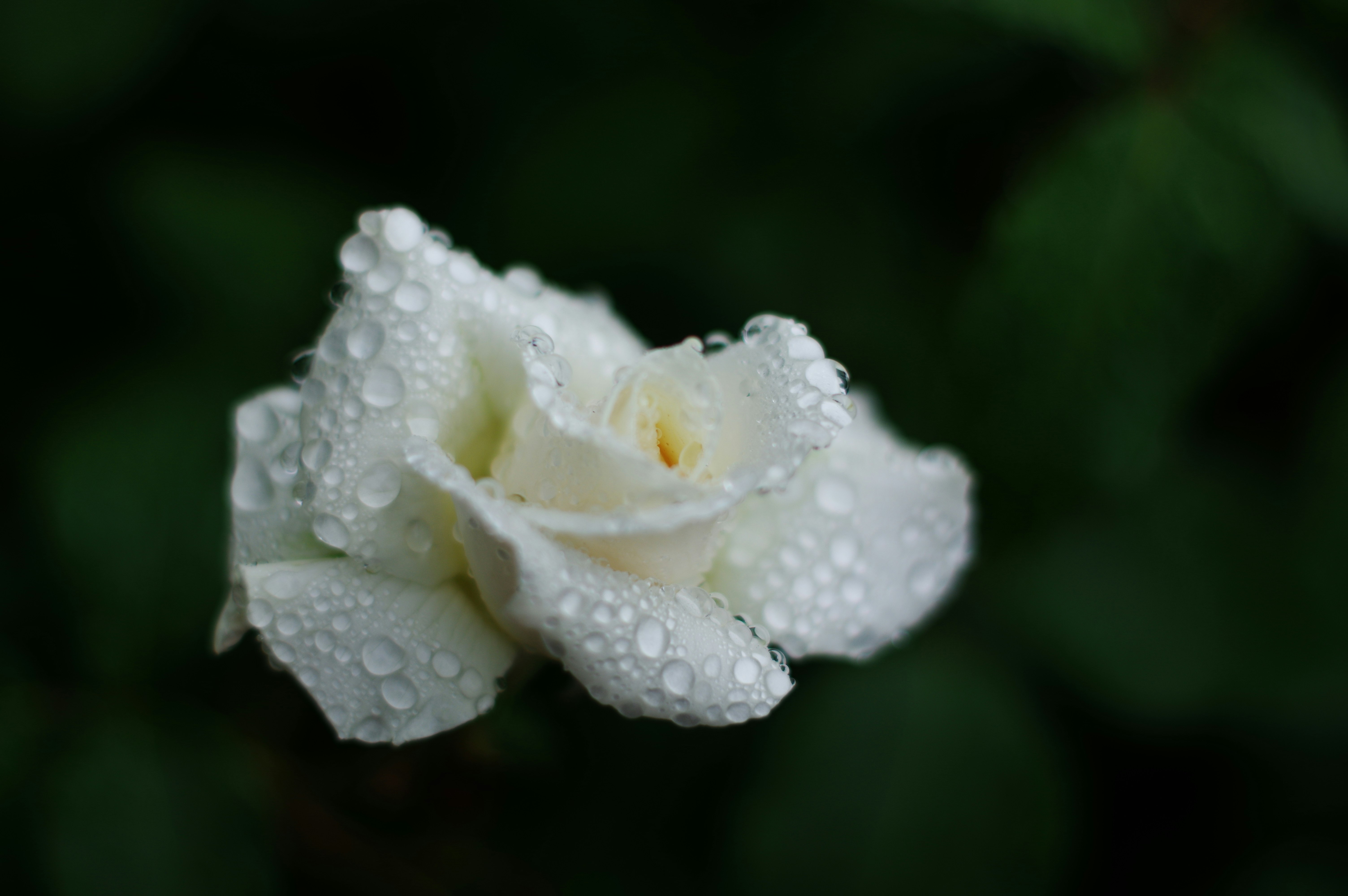 close-up of a white rose covered in raindrops