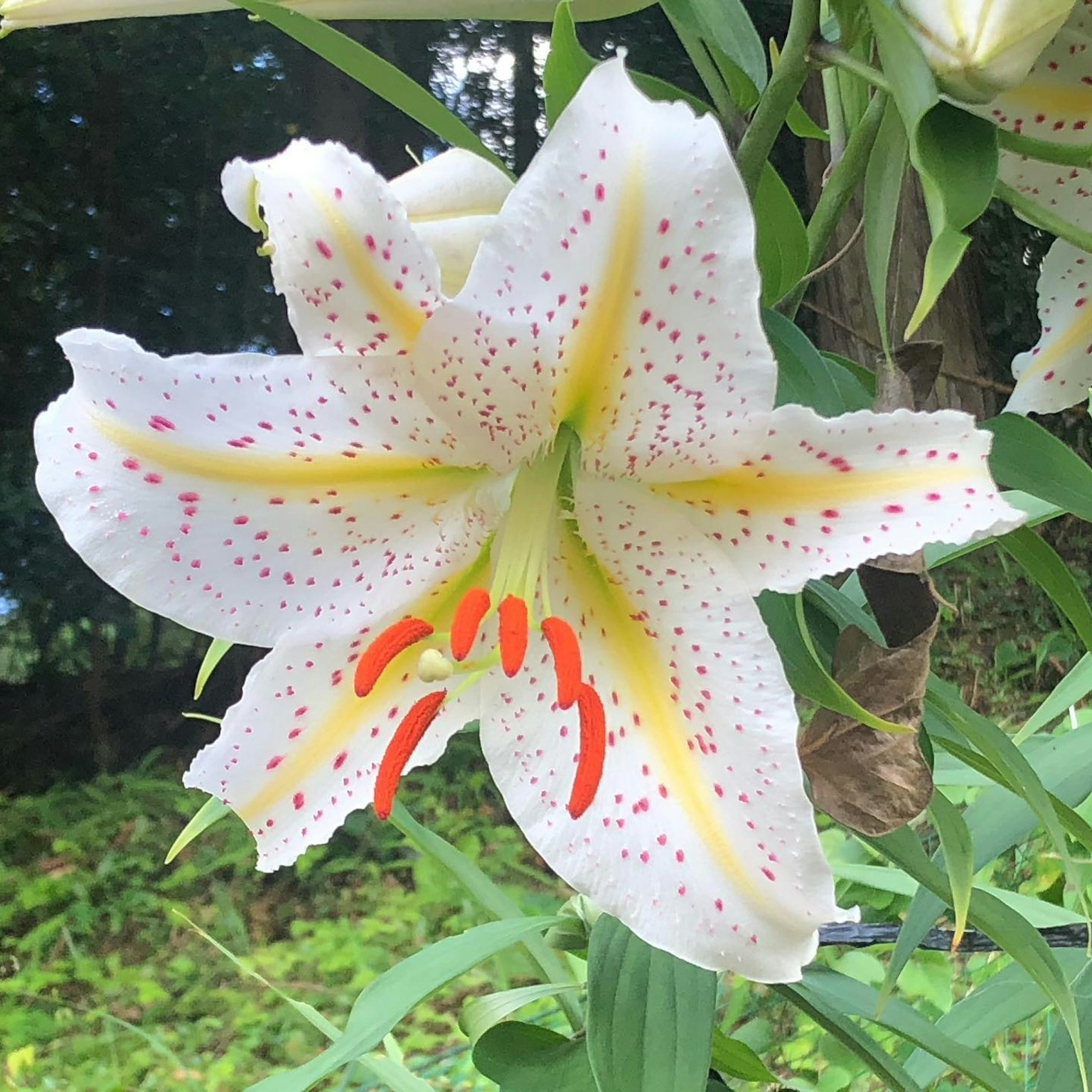 盛开的白色百合花，显著的红色雄蕊