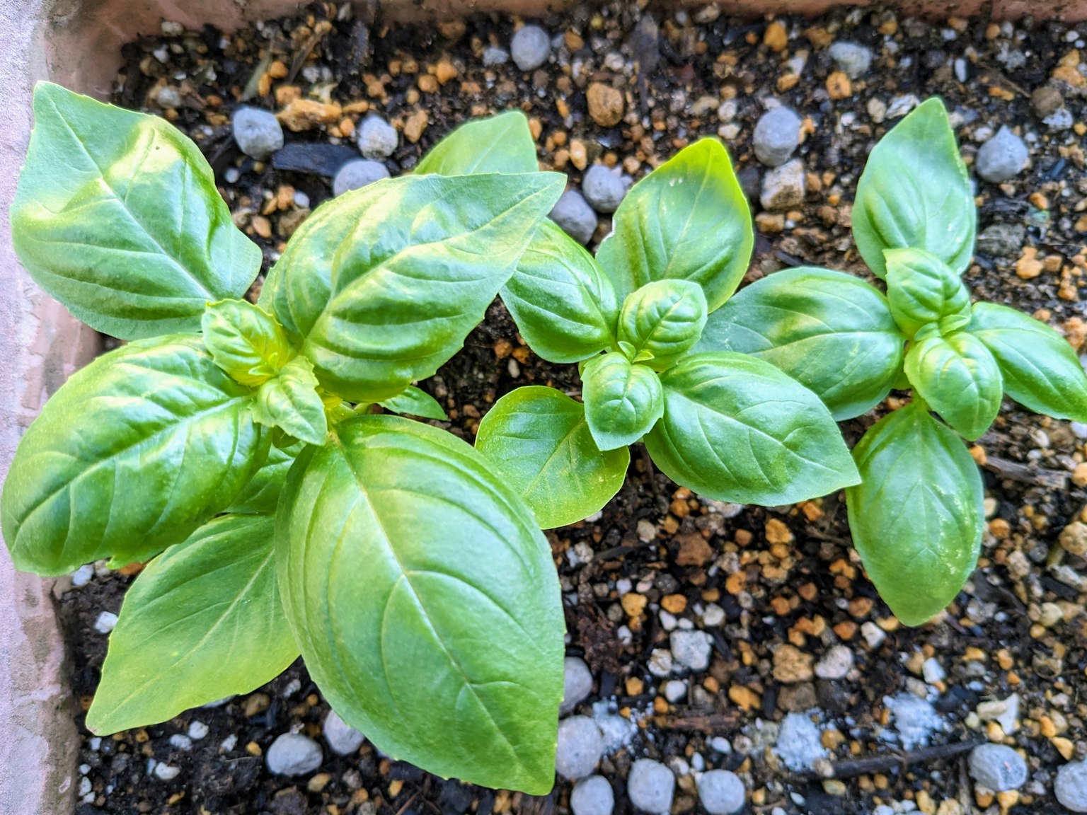Semillas de albahaca fresca creciendo en el suelo