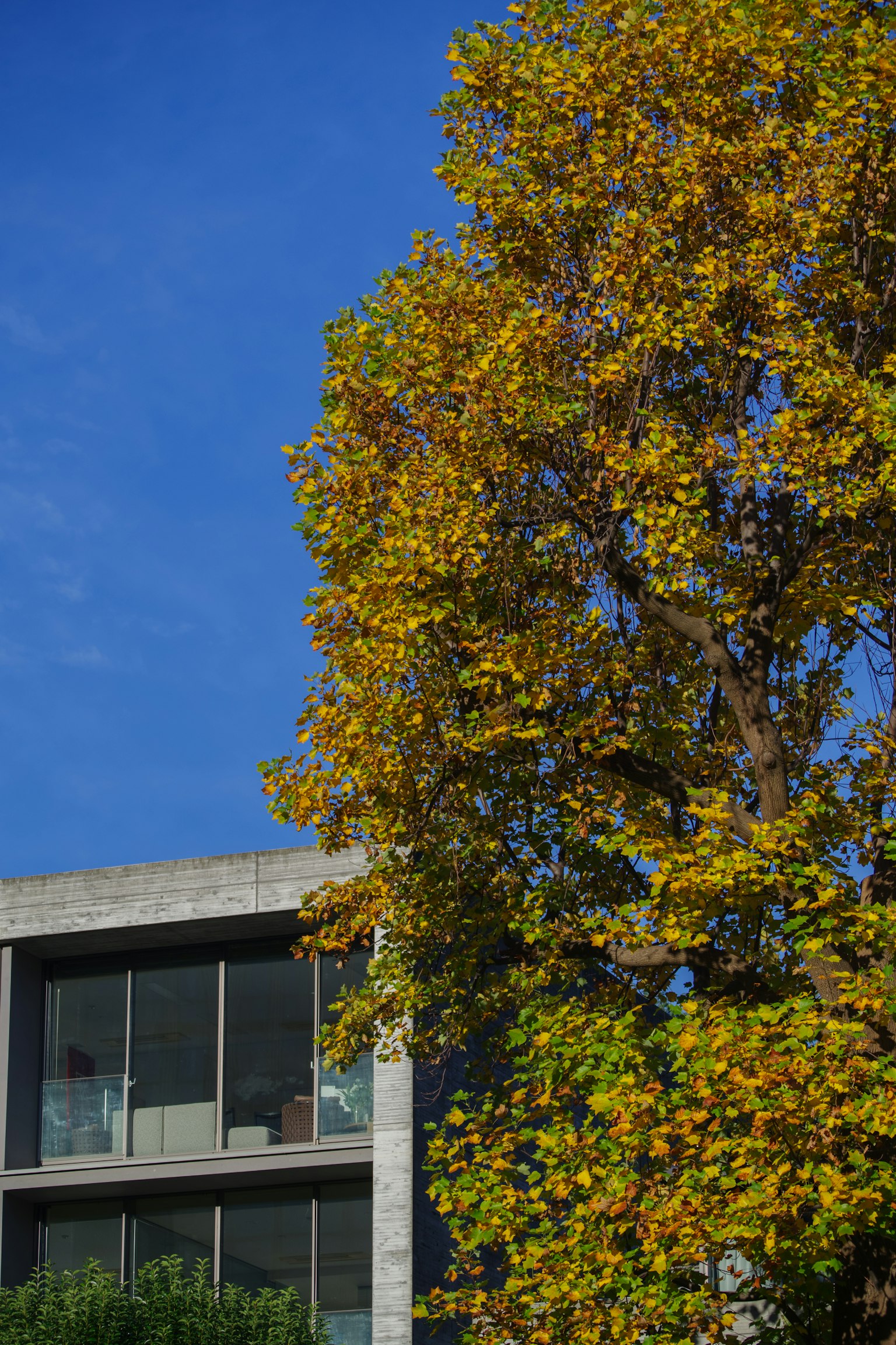 A tree with yellow leaves against a blue sky and a modern building