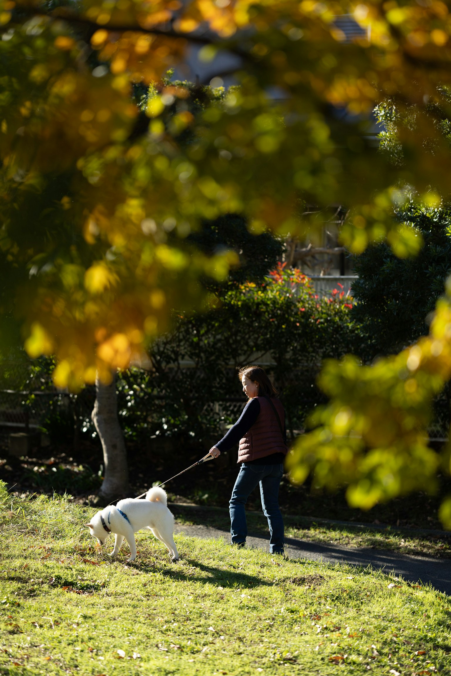 Person walking a dog in a park with autumn leaves