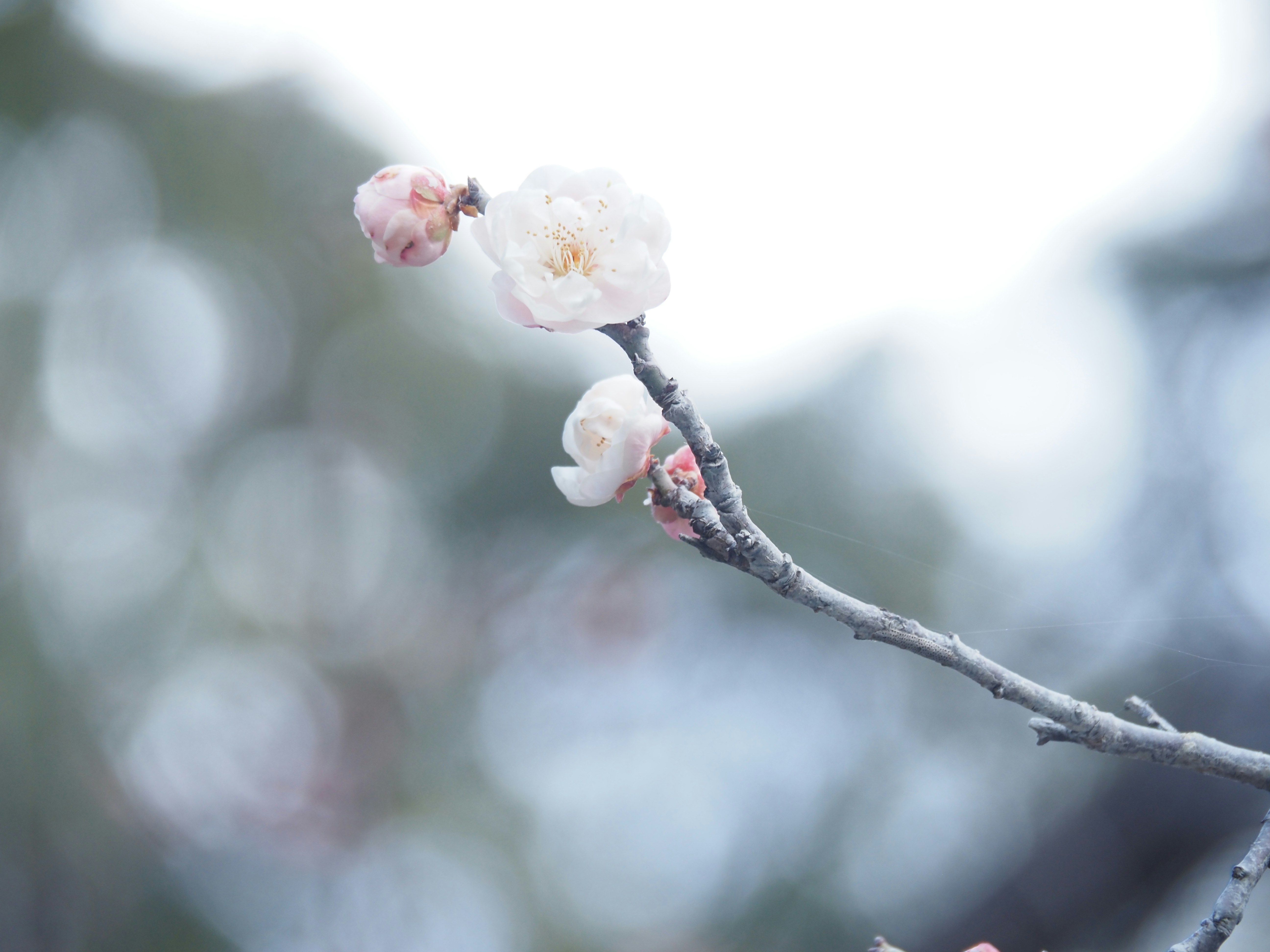 Nahaufnahme blühender Pflaumenblüten an einem Zweig