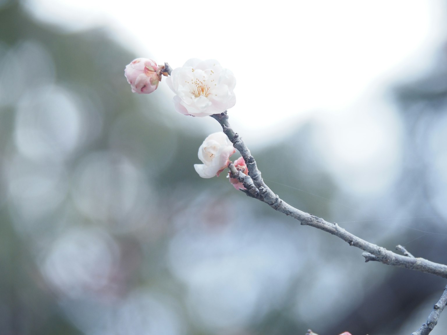 Nahaufnahme eines Zweigs mit weißen Blüten und unscharfem Hintergrund