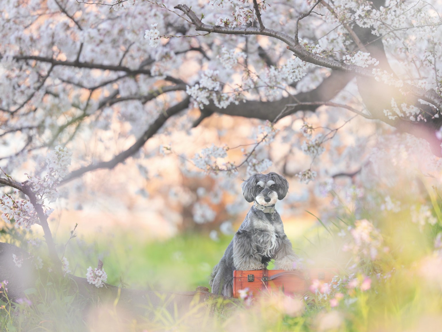 Ein Hund sitzt unter einem Kirschbaum mit sanften rosa Blumen im Hintergrund