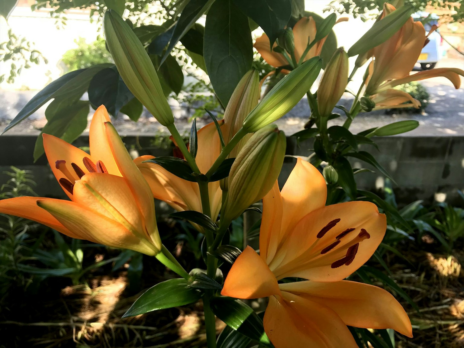 花园中盛开的橙色百合花