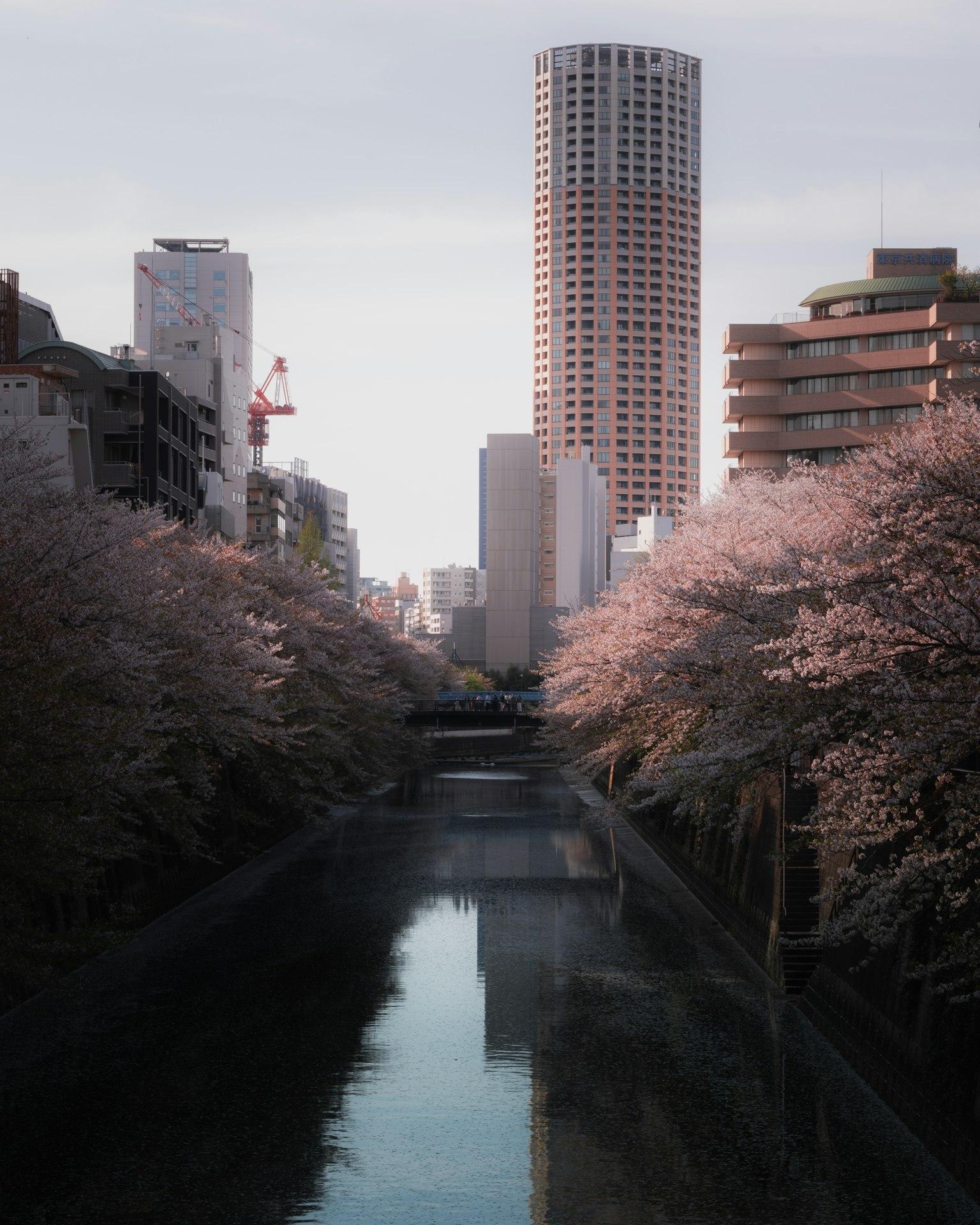 Une vue pittoresque d'arbres en fleurs le long d'une rivière avec des gratte-ciels en arrière-plan