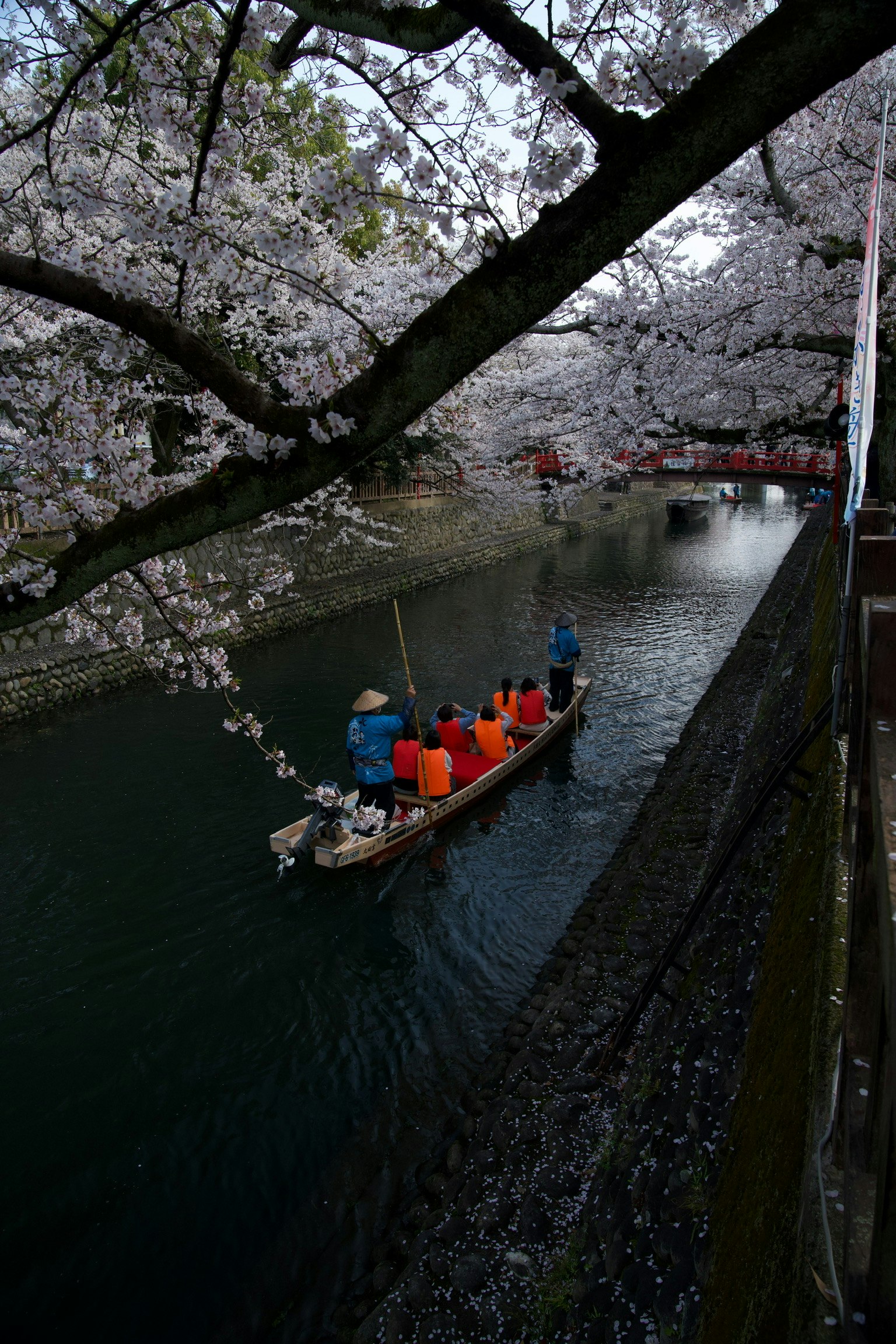岐阜の長良川沿いの桜並木と十石舟