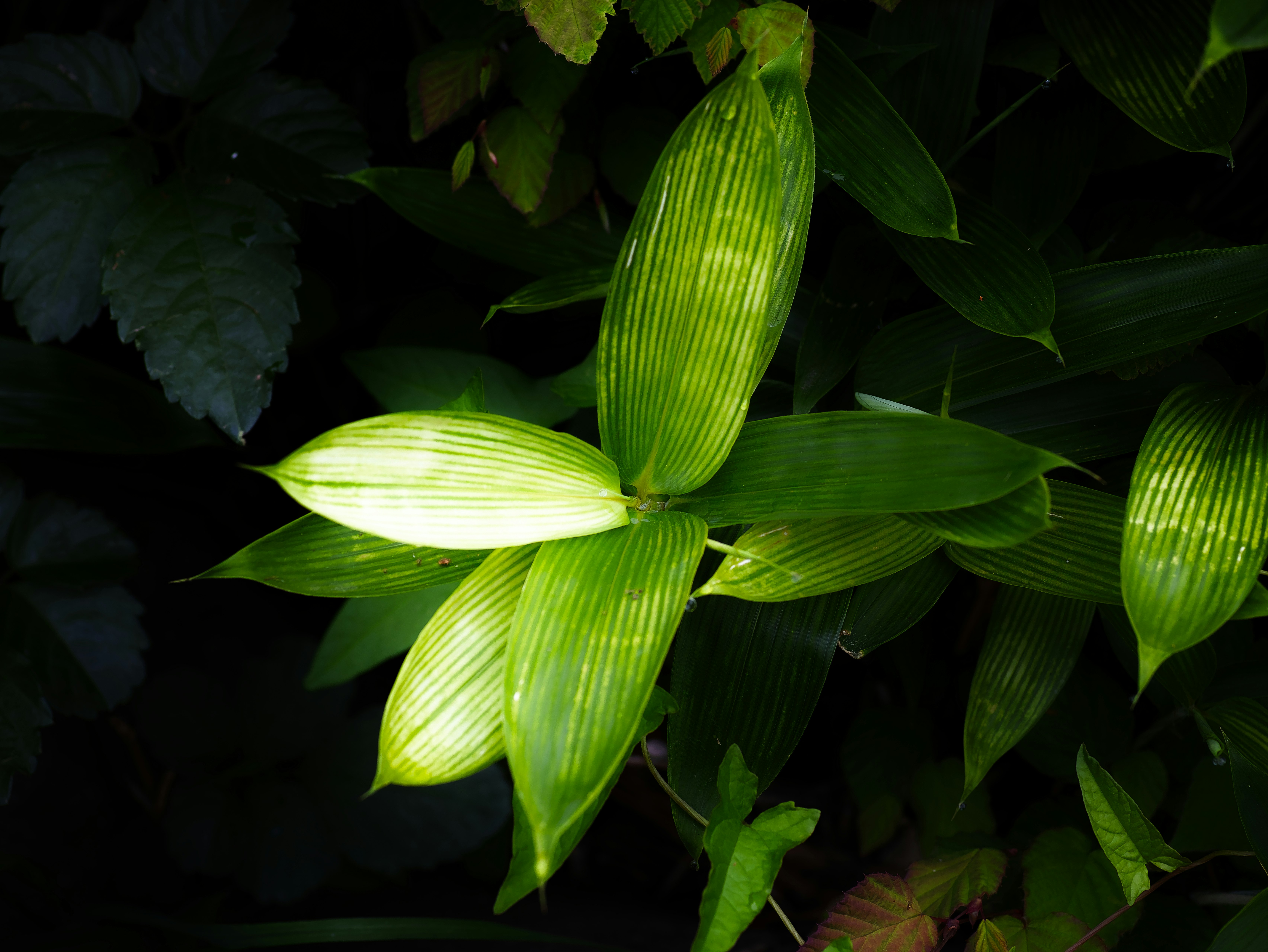 葉に光が当たる植物のクローズアップ