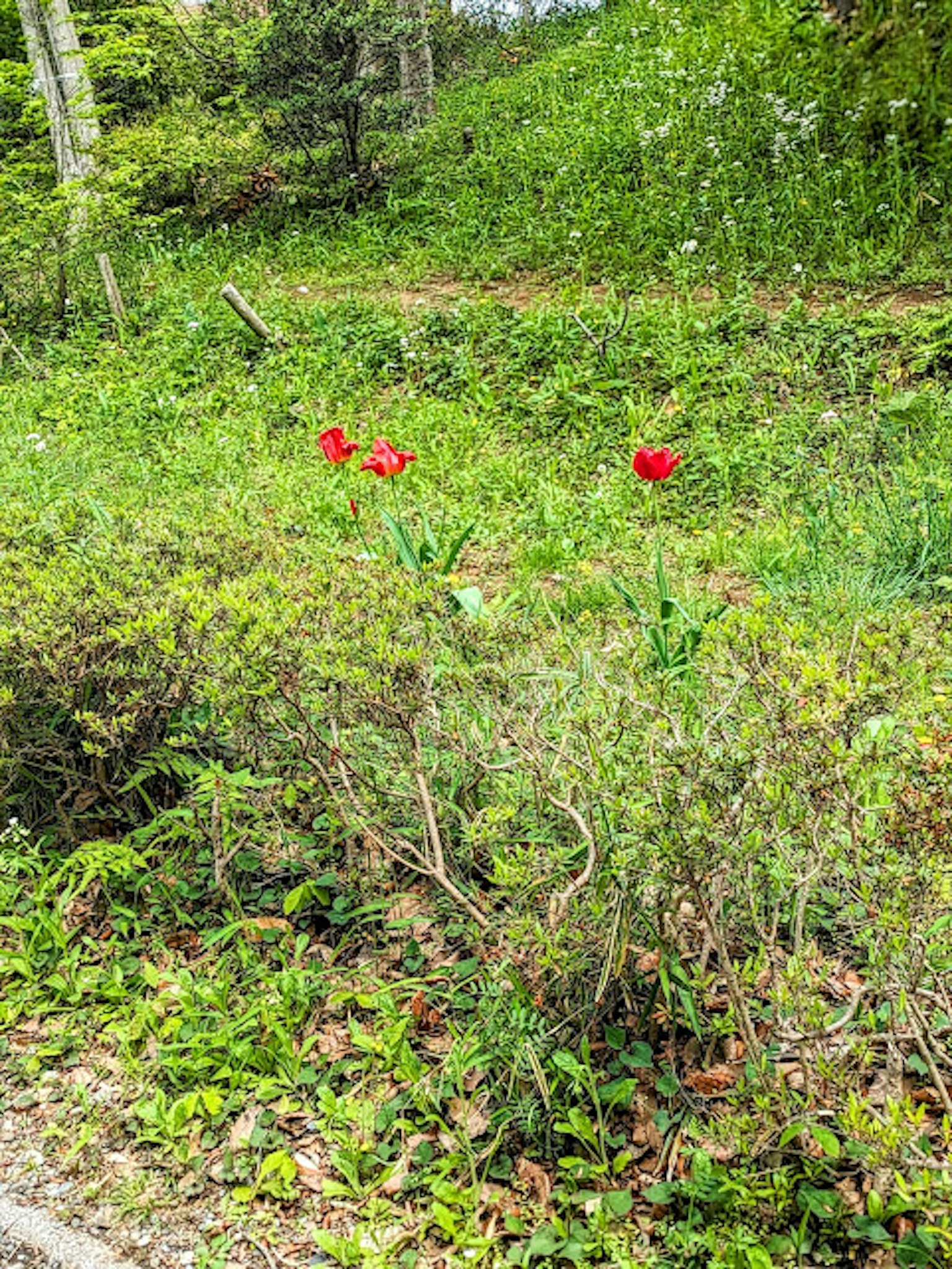 Red tulips blooming in a green grassy area