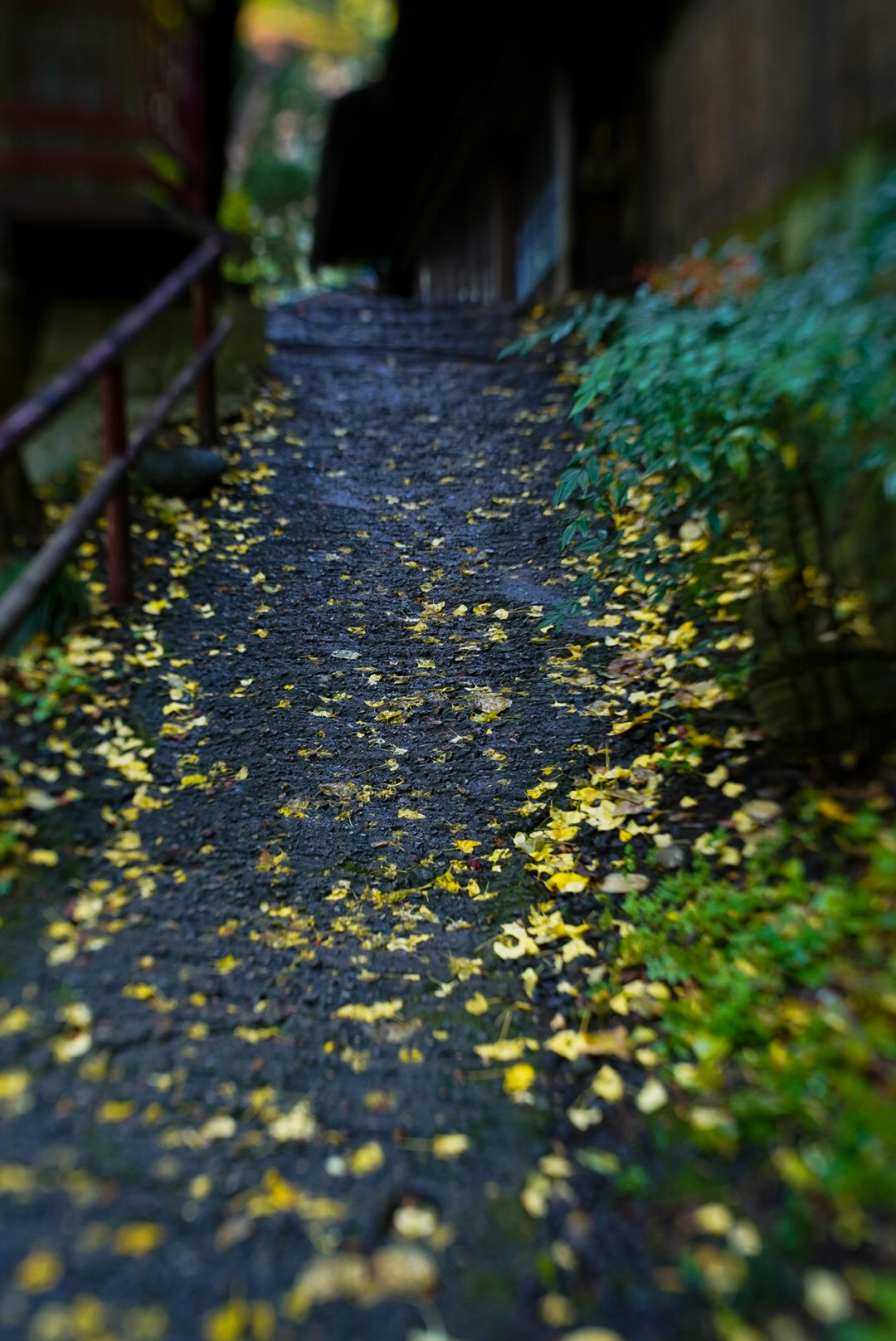 落ち葉の敷かれた小道と緑の茂み