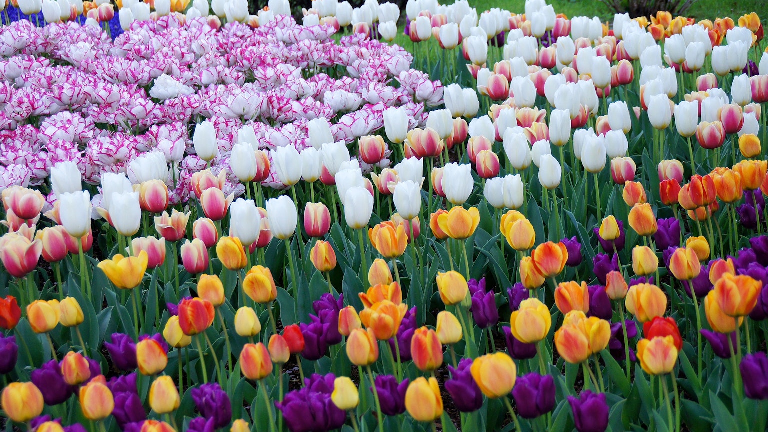 Bunga tulip berwarna-warni yang mekar di taman yang cerah
