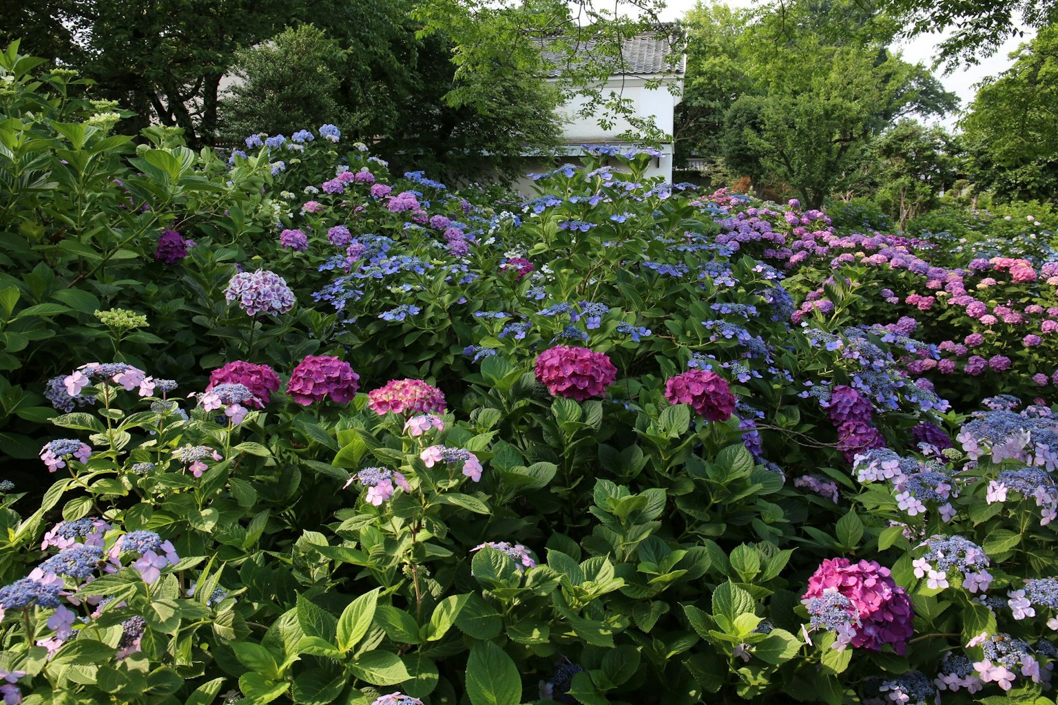 Ein lebendiger Garten mit blühenden Hortensien in Rosa- und Blautönen