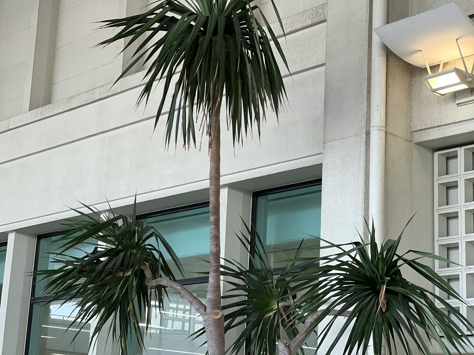 Cây trong nhà giống như cây cọ với lá xanh dài