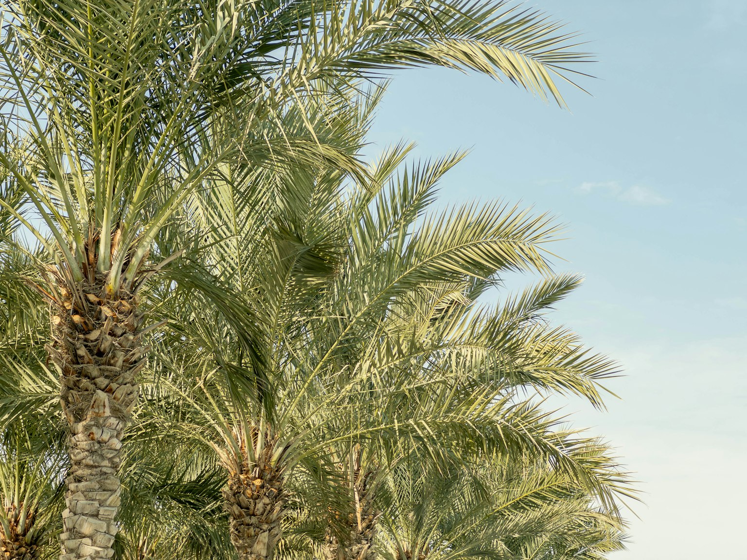 Palmeras con hojas verdes exuberantes bajo un cielo azul