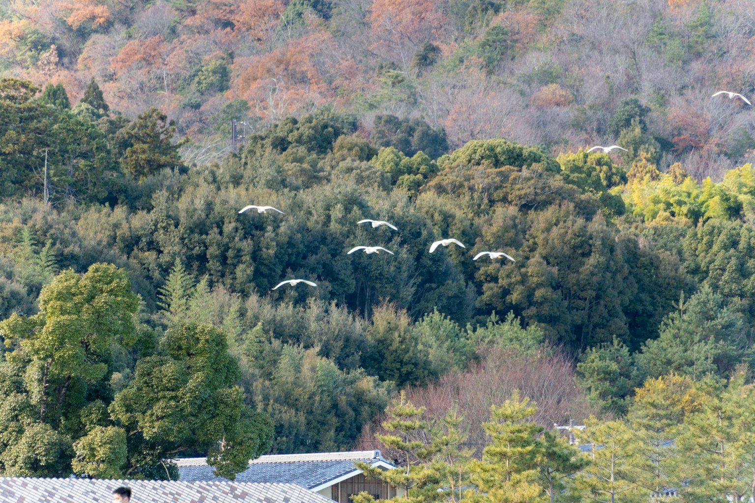 Un gruppo di uccelli bianchi che volano sopra una foresta verdeggiante