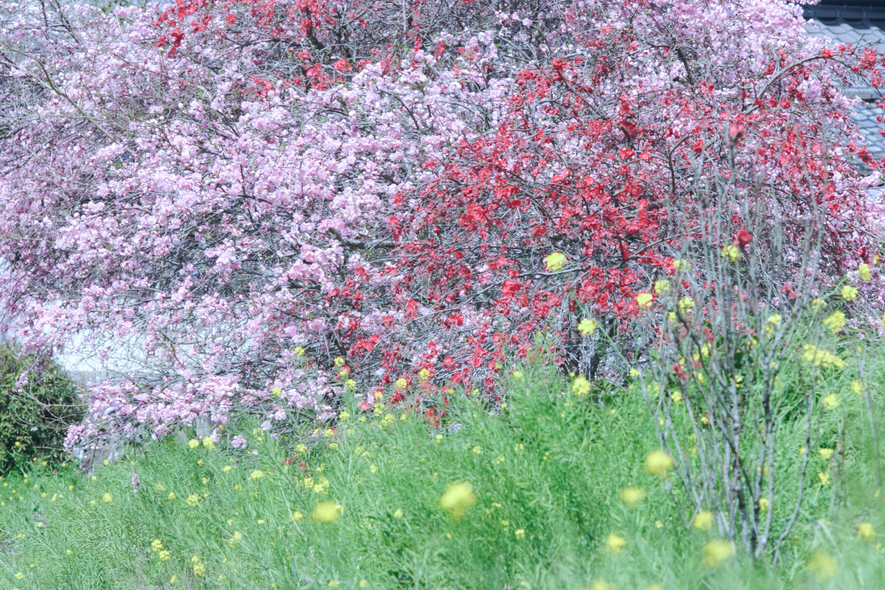 春の桜と桃の花が咲く花畑の風景