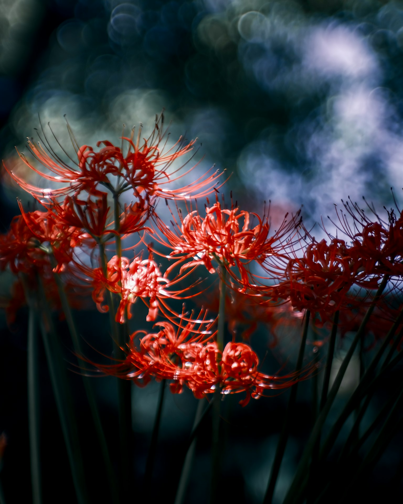 Rote Spinnenblumen, die von sanftem Licht beleuchtet werden