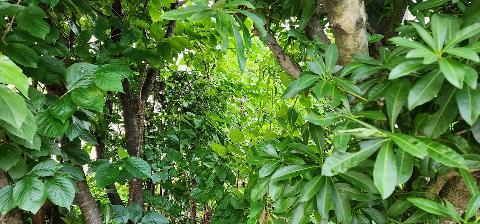Pemandangan indah jalan setapak di antara dedaunan hijau lebat