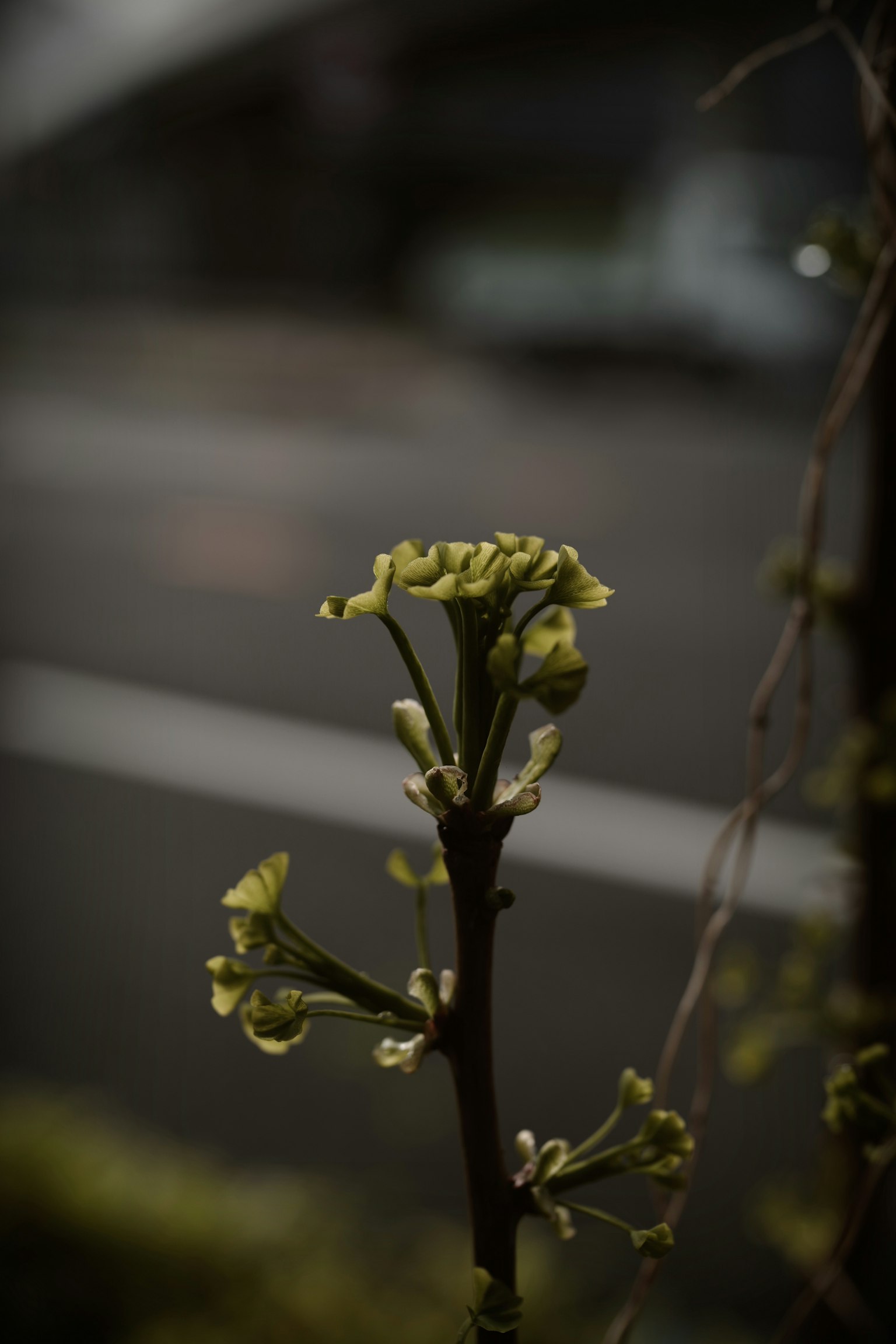 Un petit bourgeon vert sur une branche avec un arrière-plan urbain flou