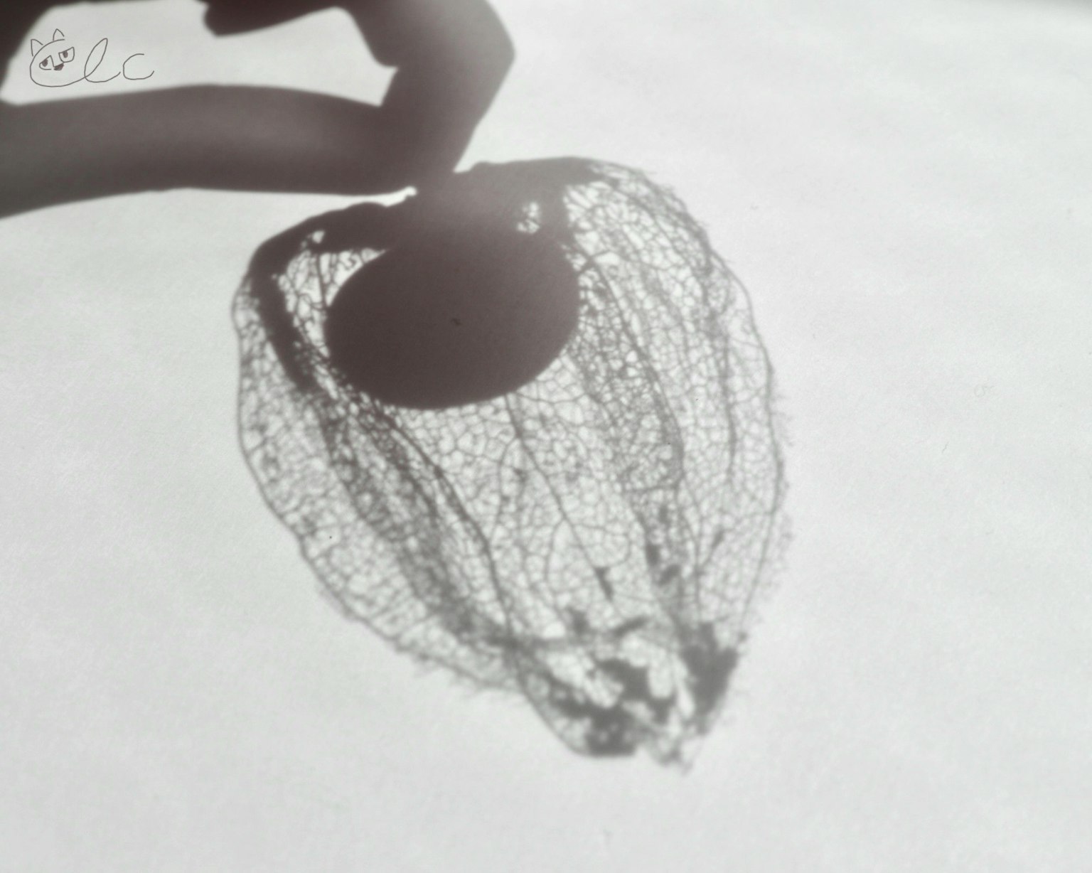A hand holding a delicate lace-like net with a circular object casting a shadow